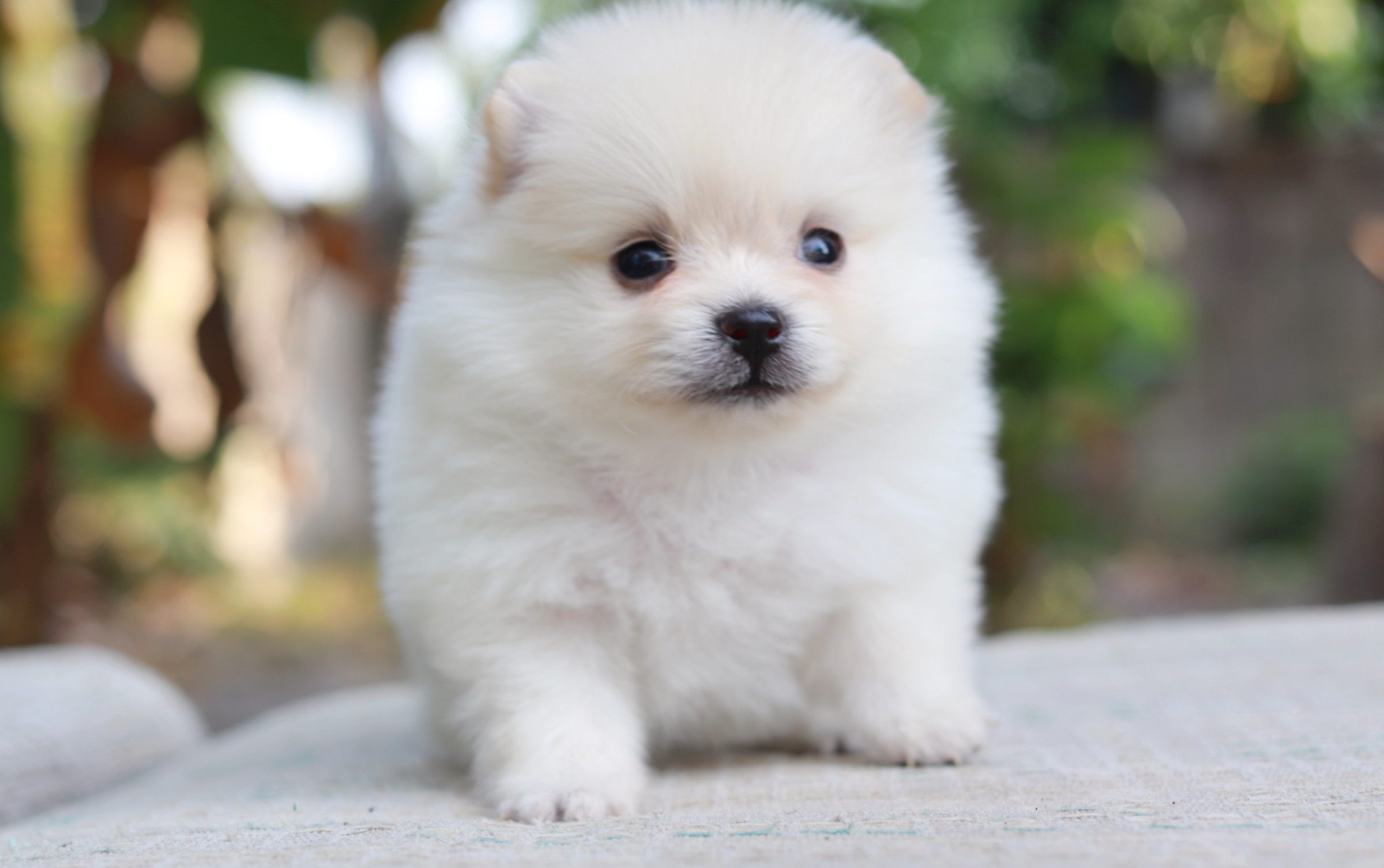 ปอมเมอเรเนียน เพศเมีย