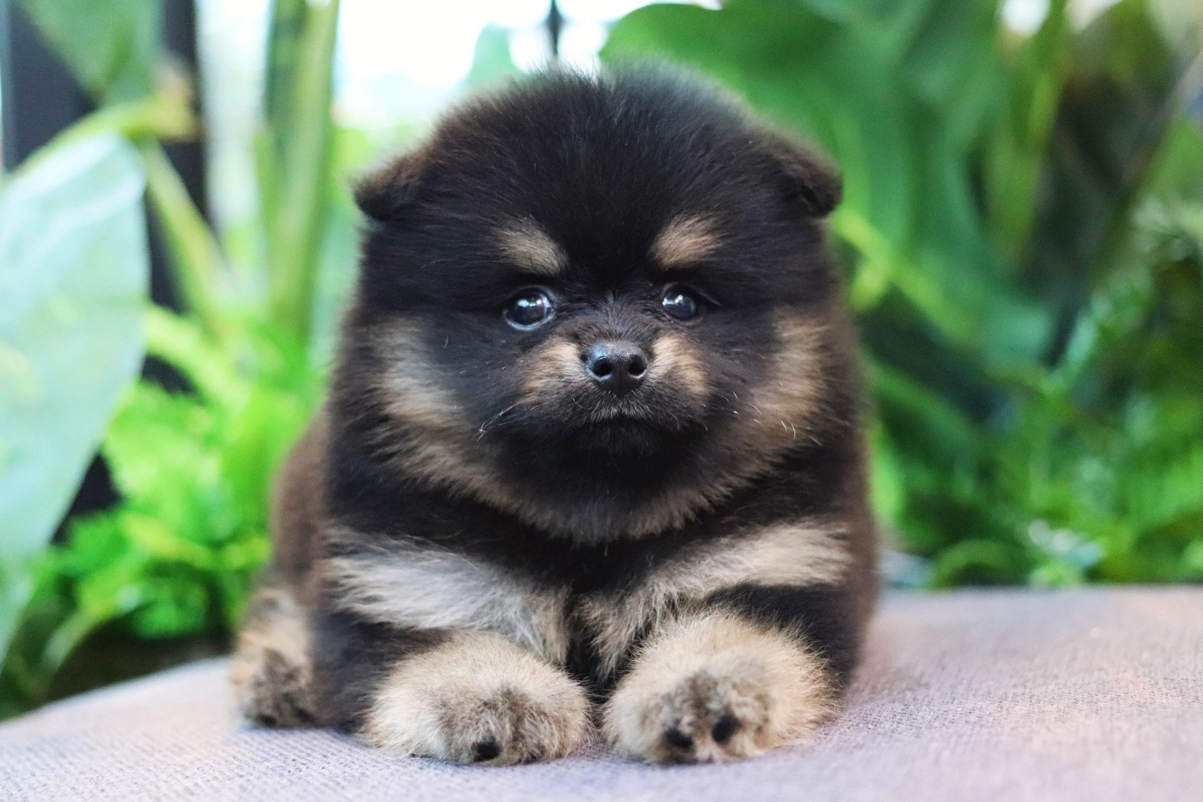 ปอมเมอเรเนียน เพศผู้ แบล็คแทน