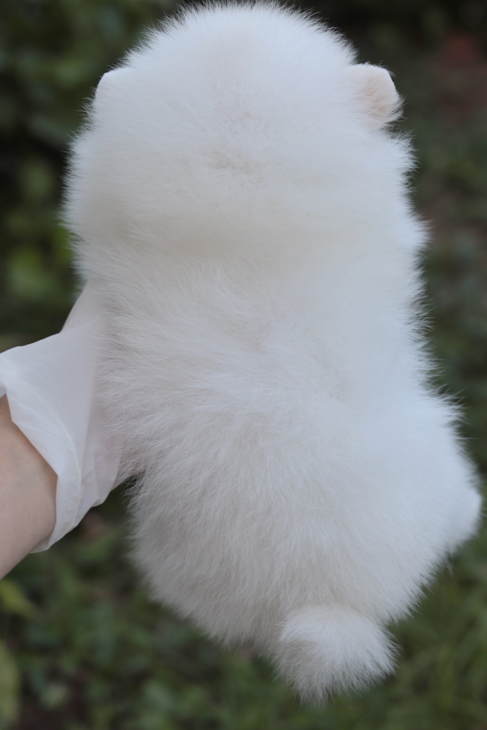 ปอมเมอเรเนียน เพศเมีย สีขาว