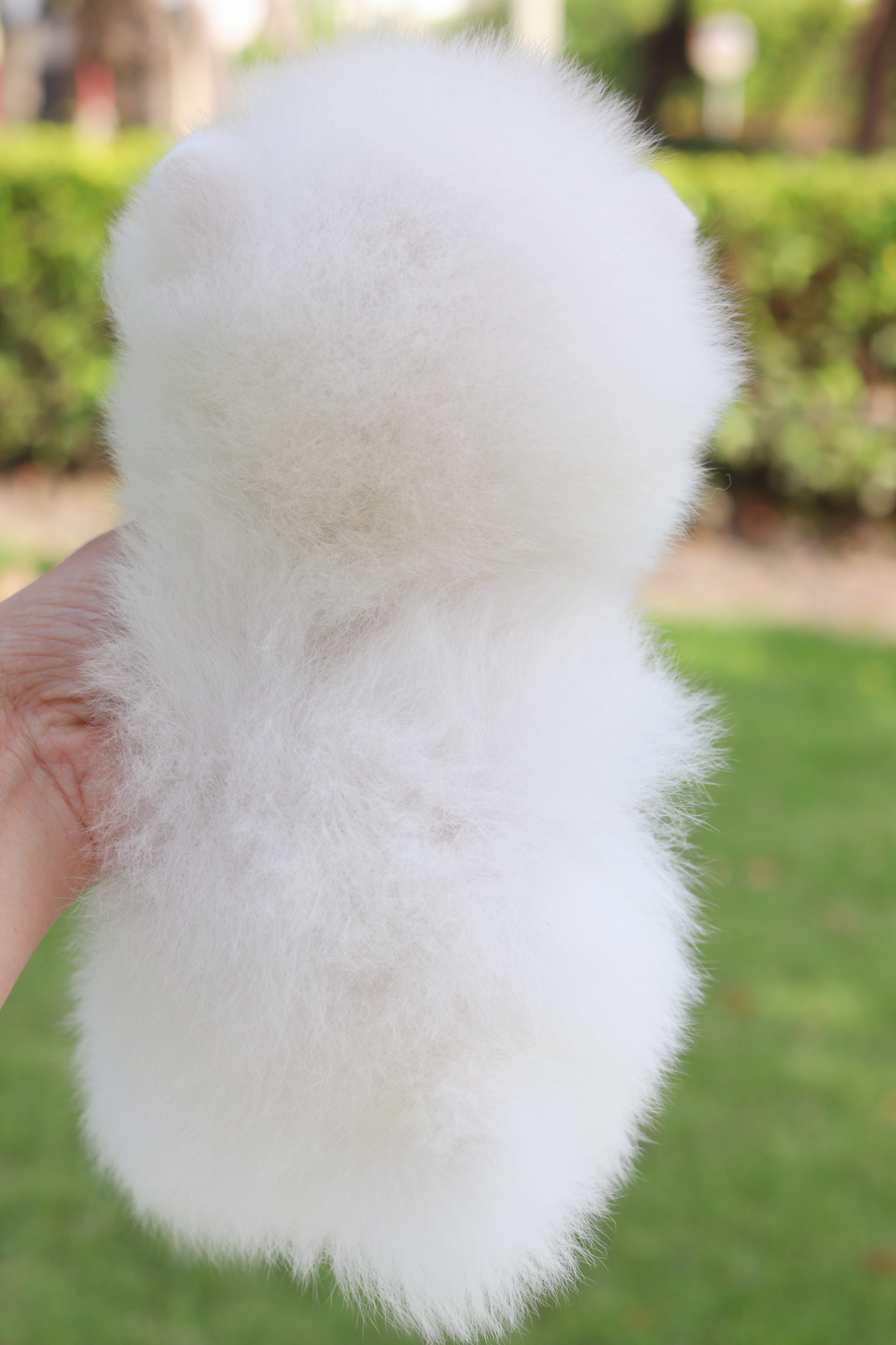 ปอมเมอเรเนียน เพศผู้สีขาวครีม เกรดโชว์