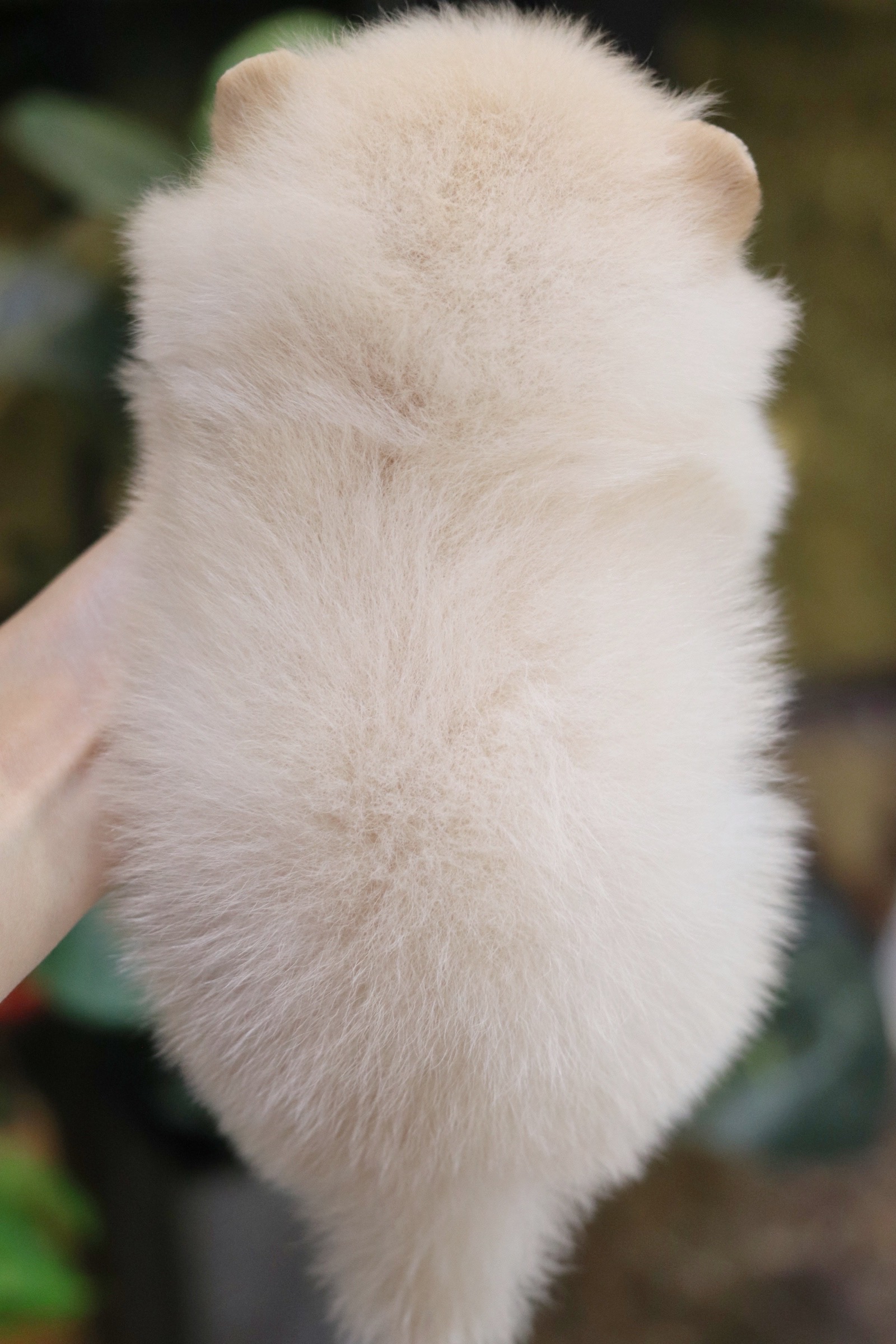 ปอมเมอเรเนียน เพศผู้