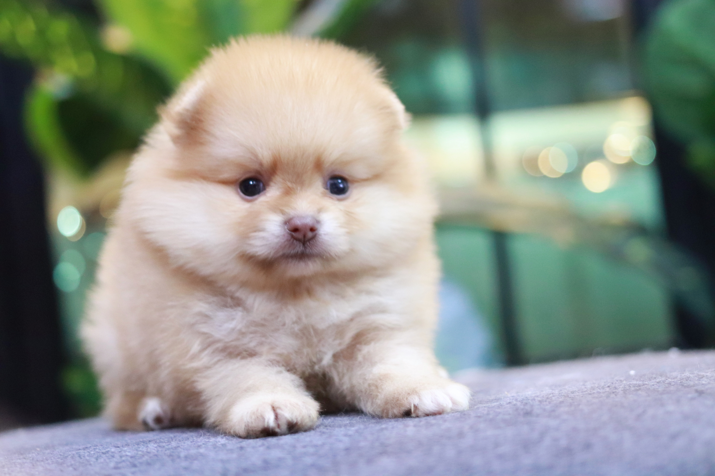 ปอมเมอเรเนียน เพศเมีย สีส้มอ่อน