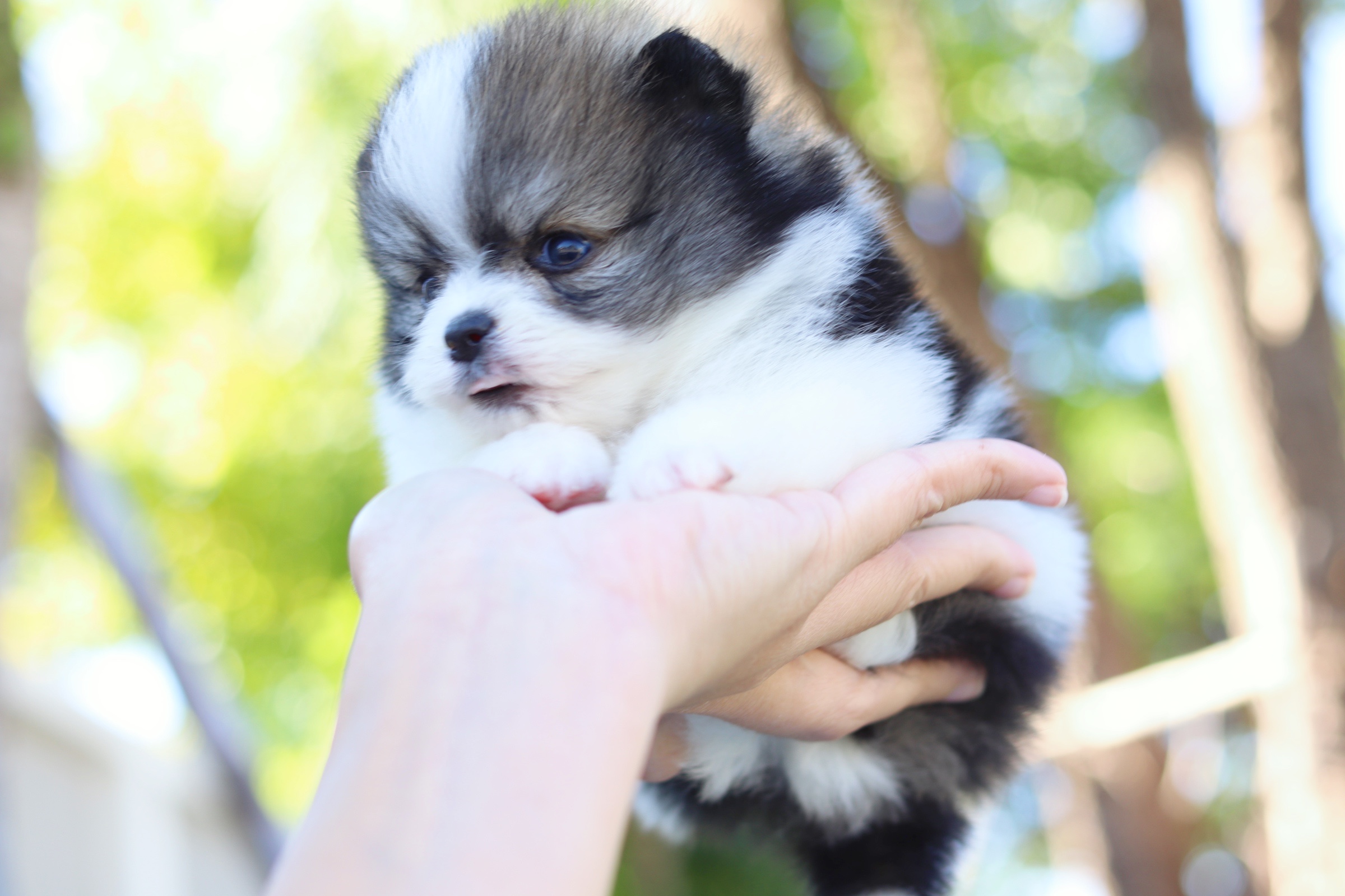 ปอมเมอเรเนียน เพศผู้ สีแฟนซี ทีคัพ