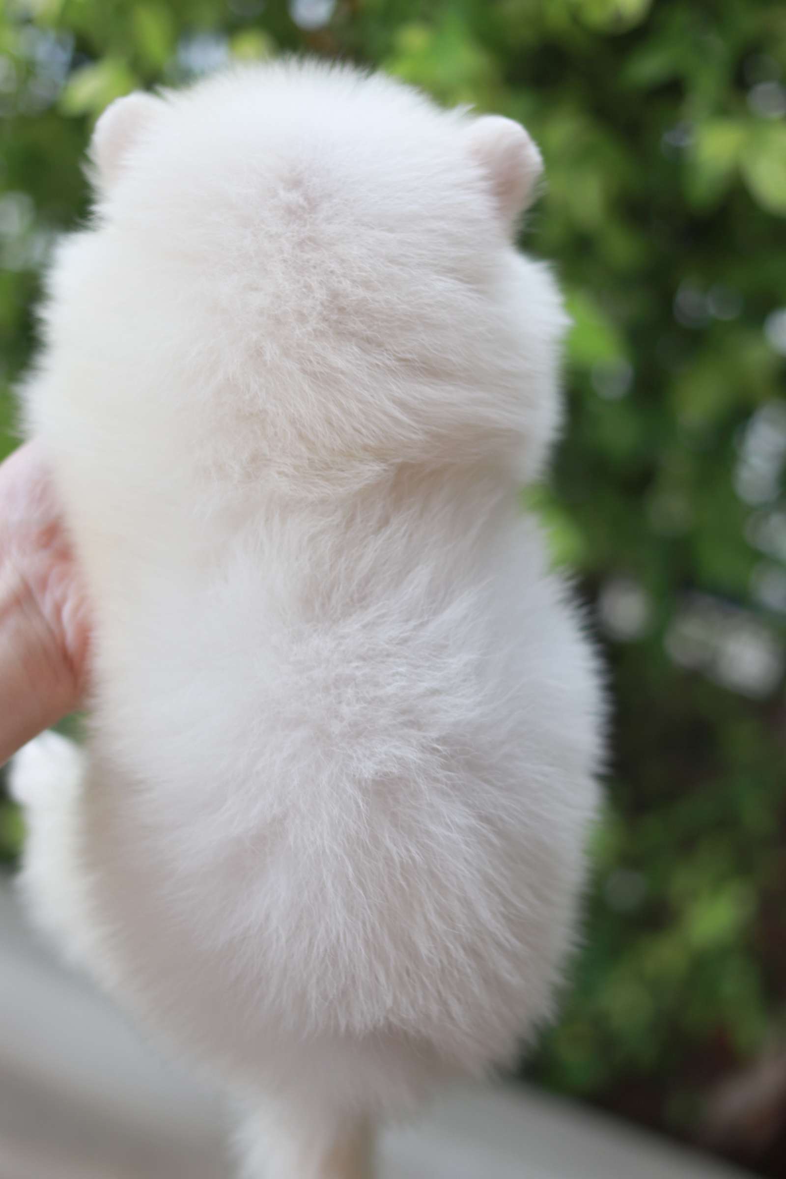 ปอมเมอเรเนียน เพศเมีย ขาวครีม หน้าฟ็อก