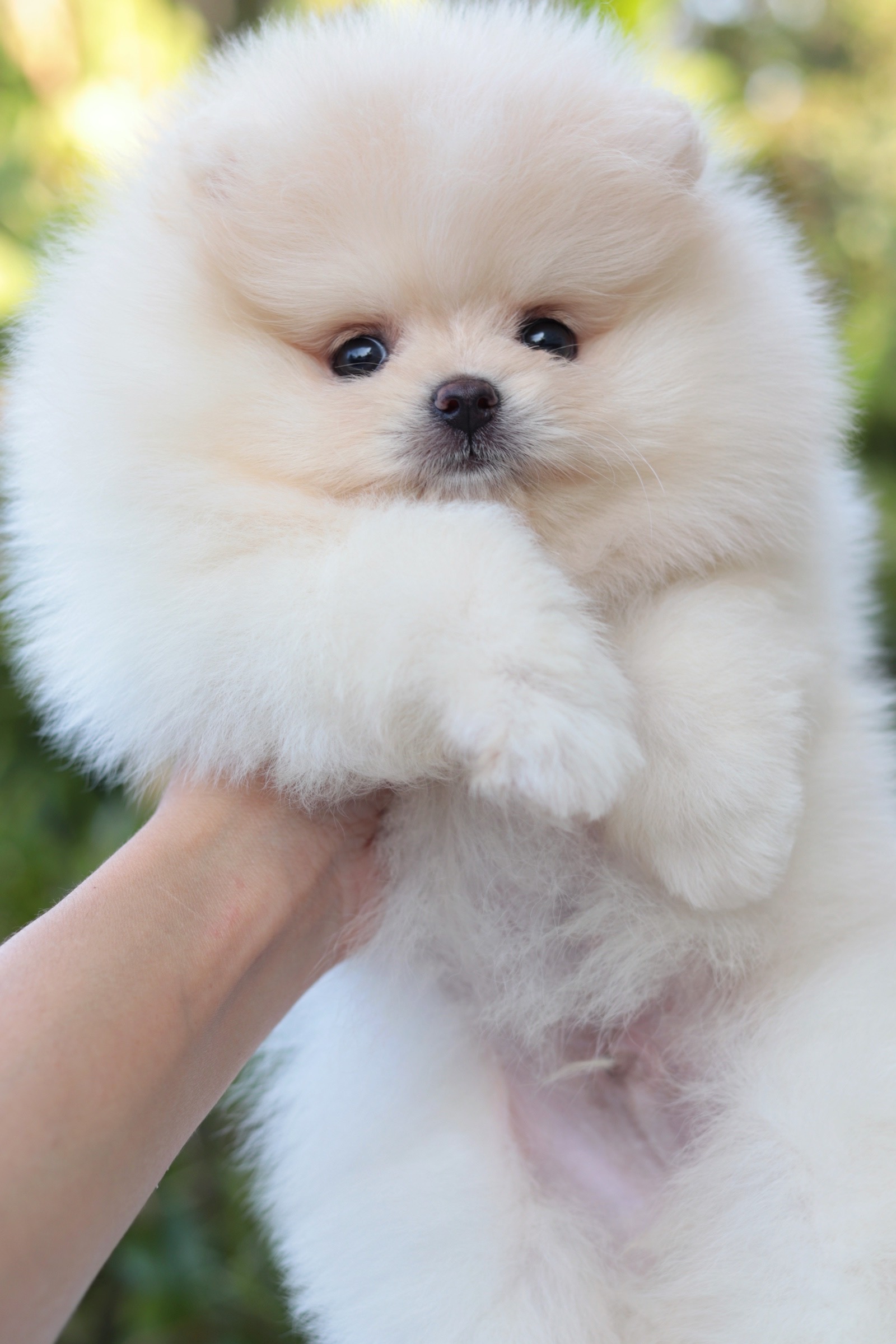 ปอมเมอเรเนียน เพศผู้ สีครีม