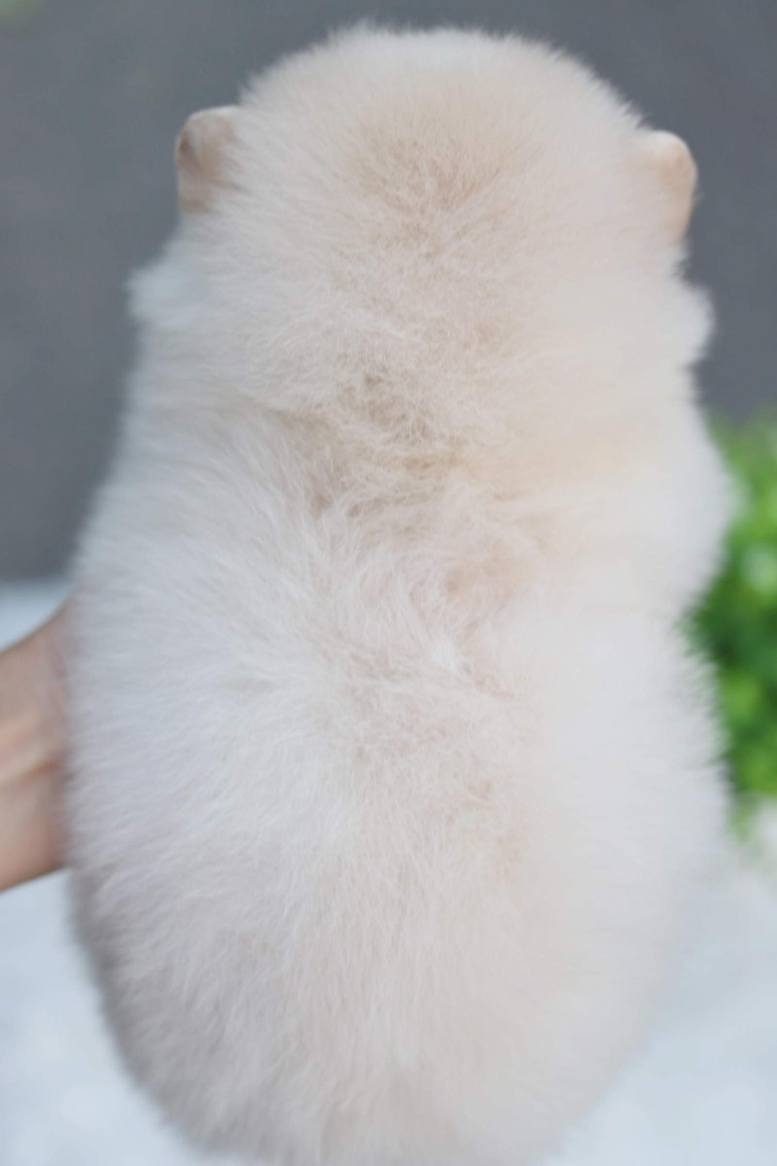 ปอมเมอเรเนียน เพศผู้