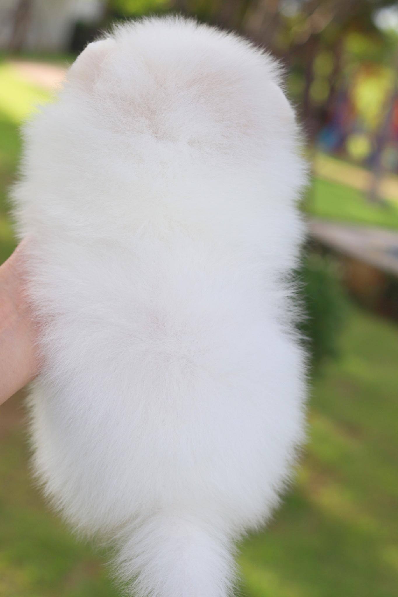 ปอมเมอเรเนียน เพศเมียสีขาวครีมเกรดโชว์