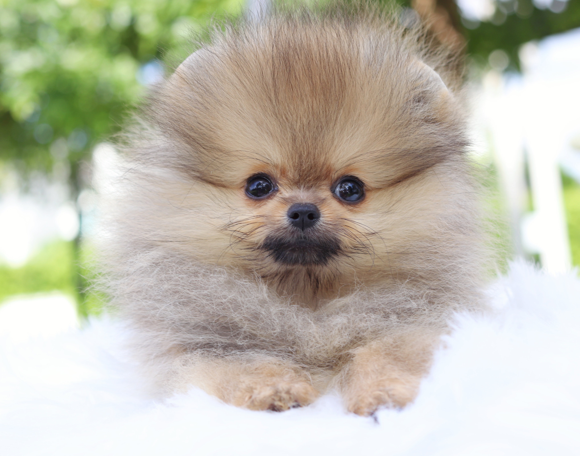 ปอมเมอเรเนียน เพศเมียสีส้ม