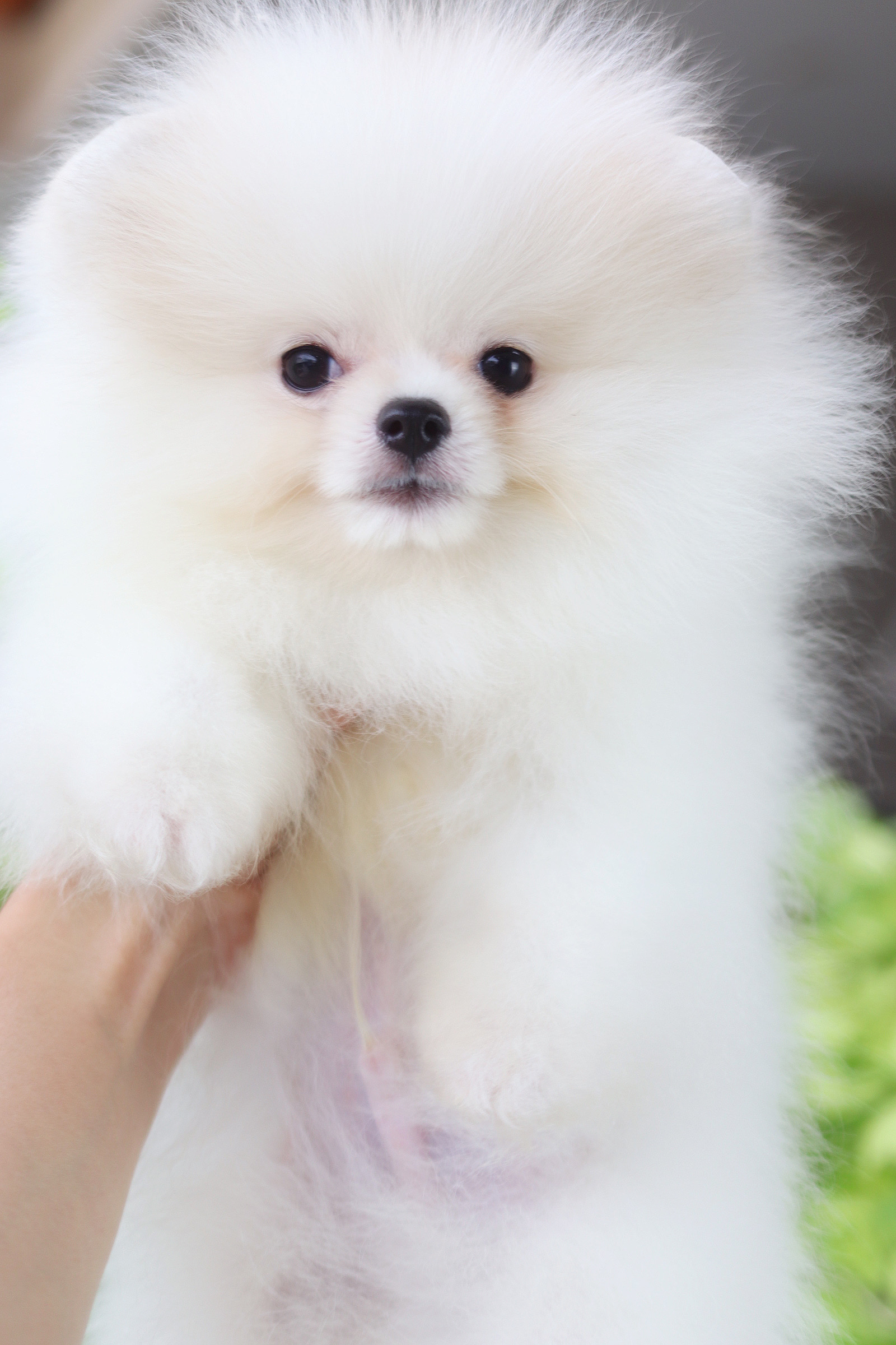 ปอมเมอเรเนียน เพศผู้สีแฟนซี