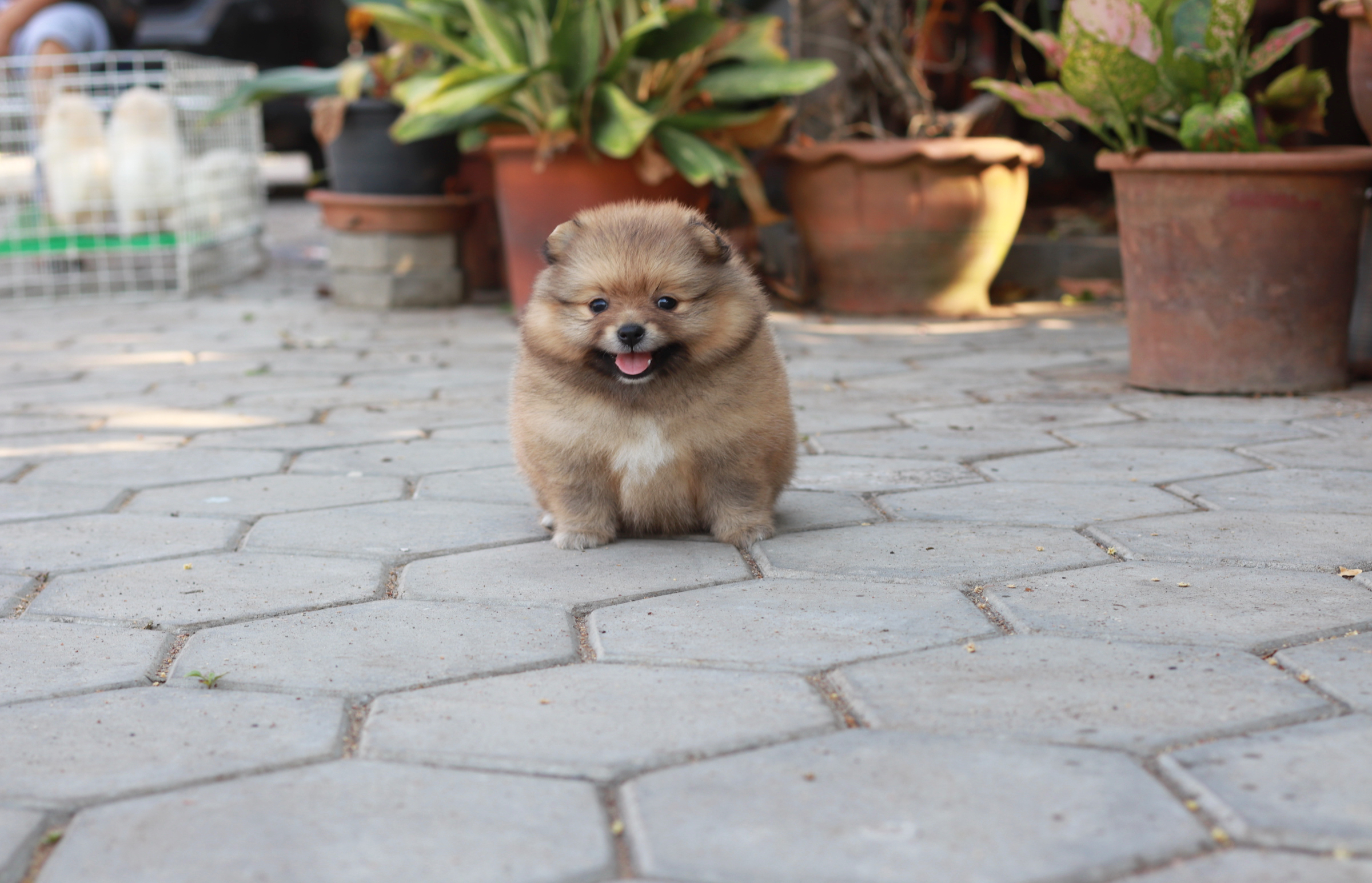 ปอมเมอเรเนียน เพศเมีย