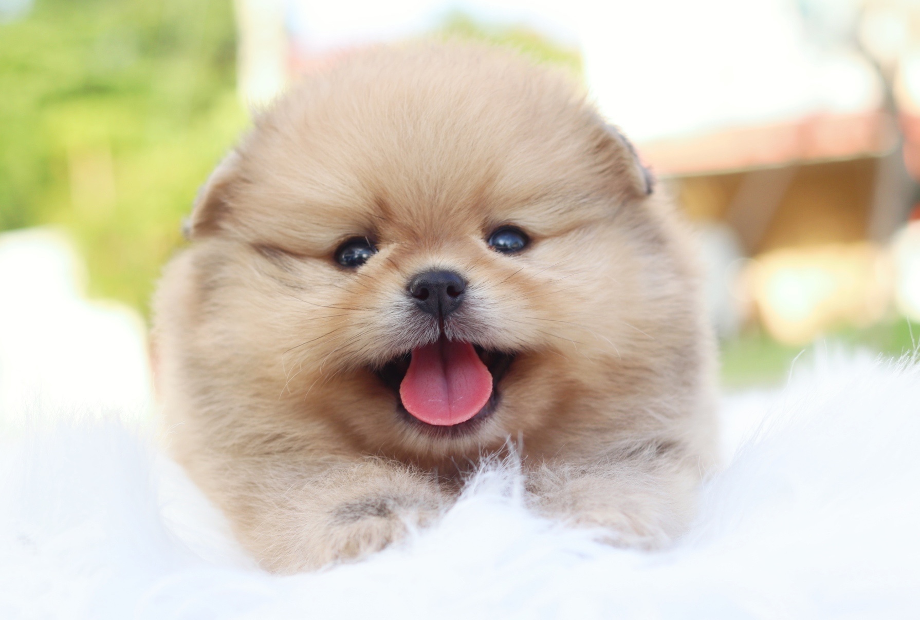 ปอมเมอเรเนียน เพศผู้ สีส้ม