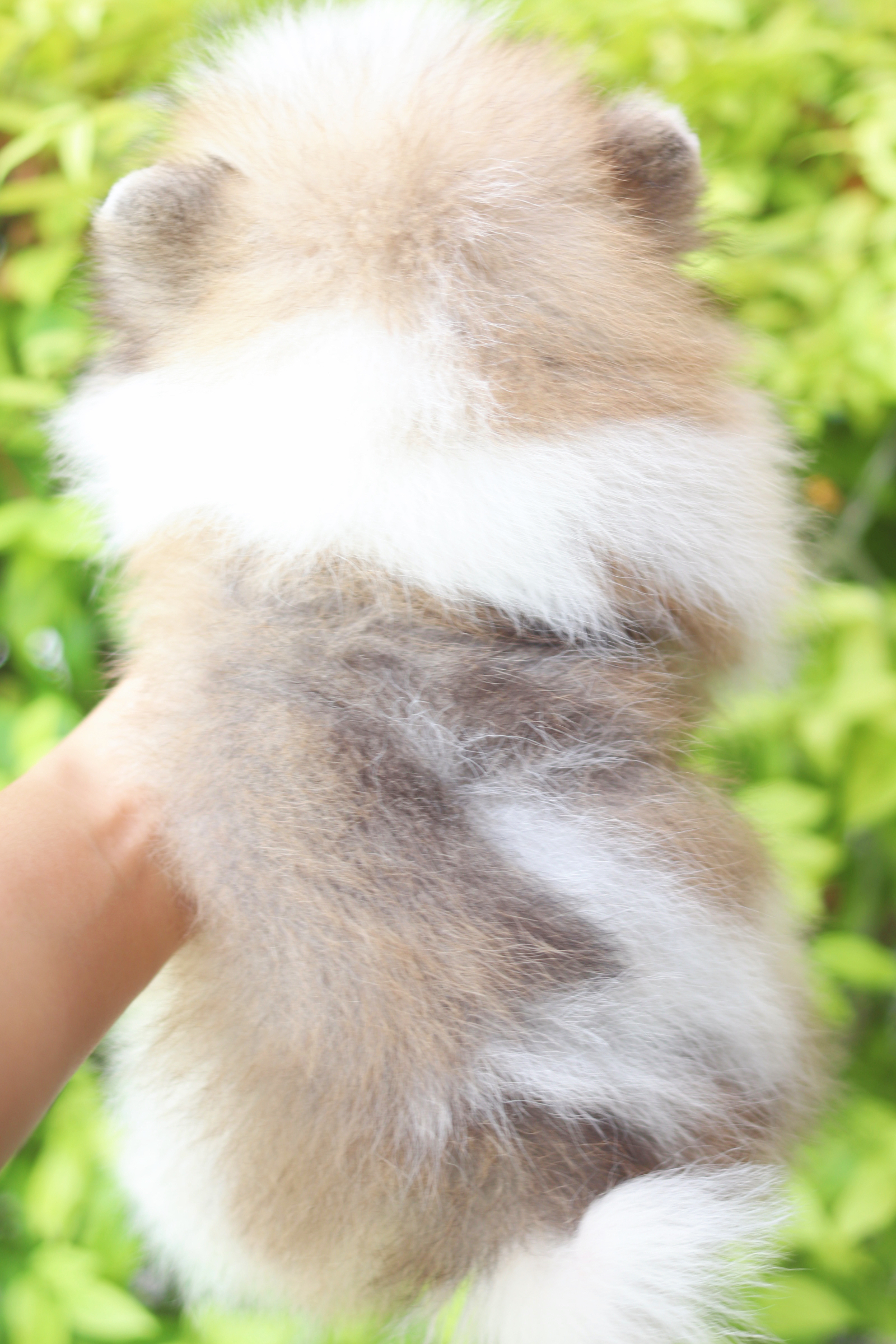 ปอมเมอเรเนียน เพศผู้สีแฟนซี