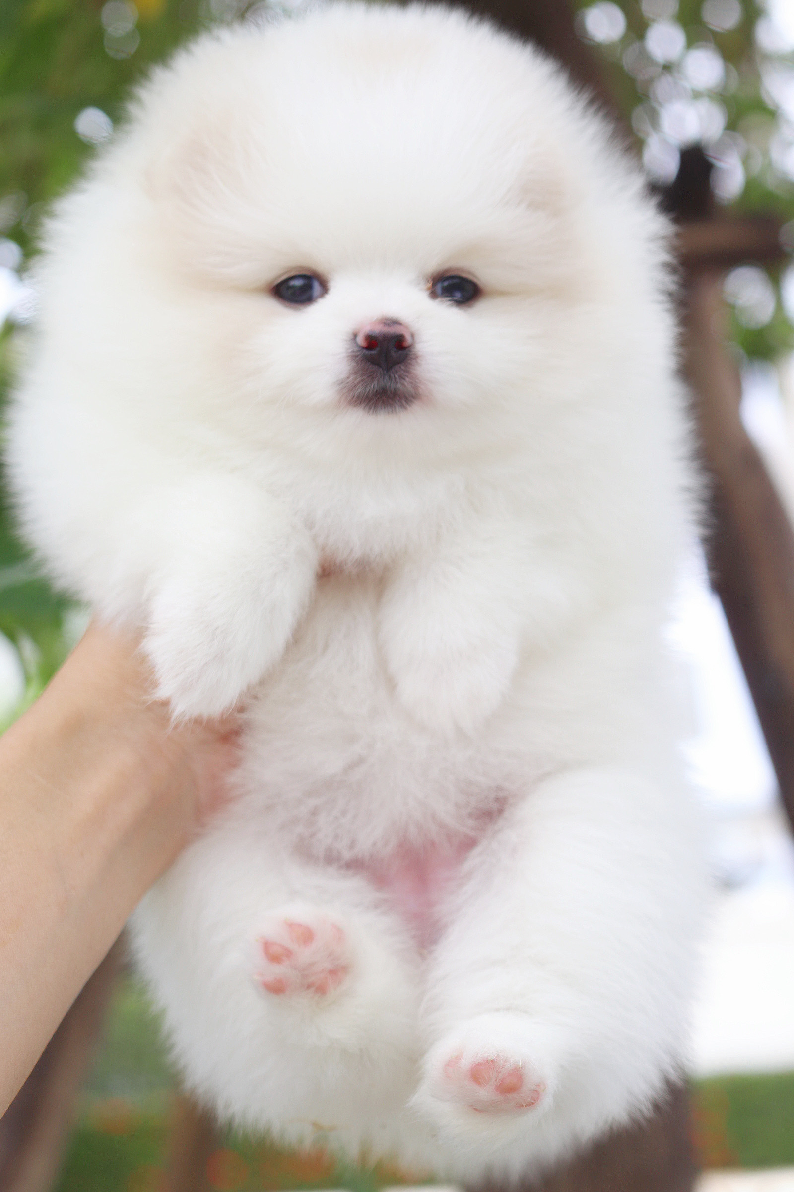 ปอมเมอเรเนียน เพศเมียสีขาวครีมติดหัวนิดหนึ่ง