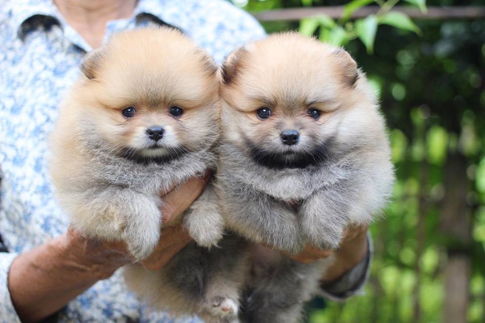 ปอมเมอเรเนียน เพศผู้สีส้ม