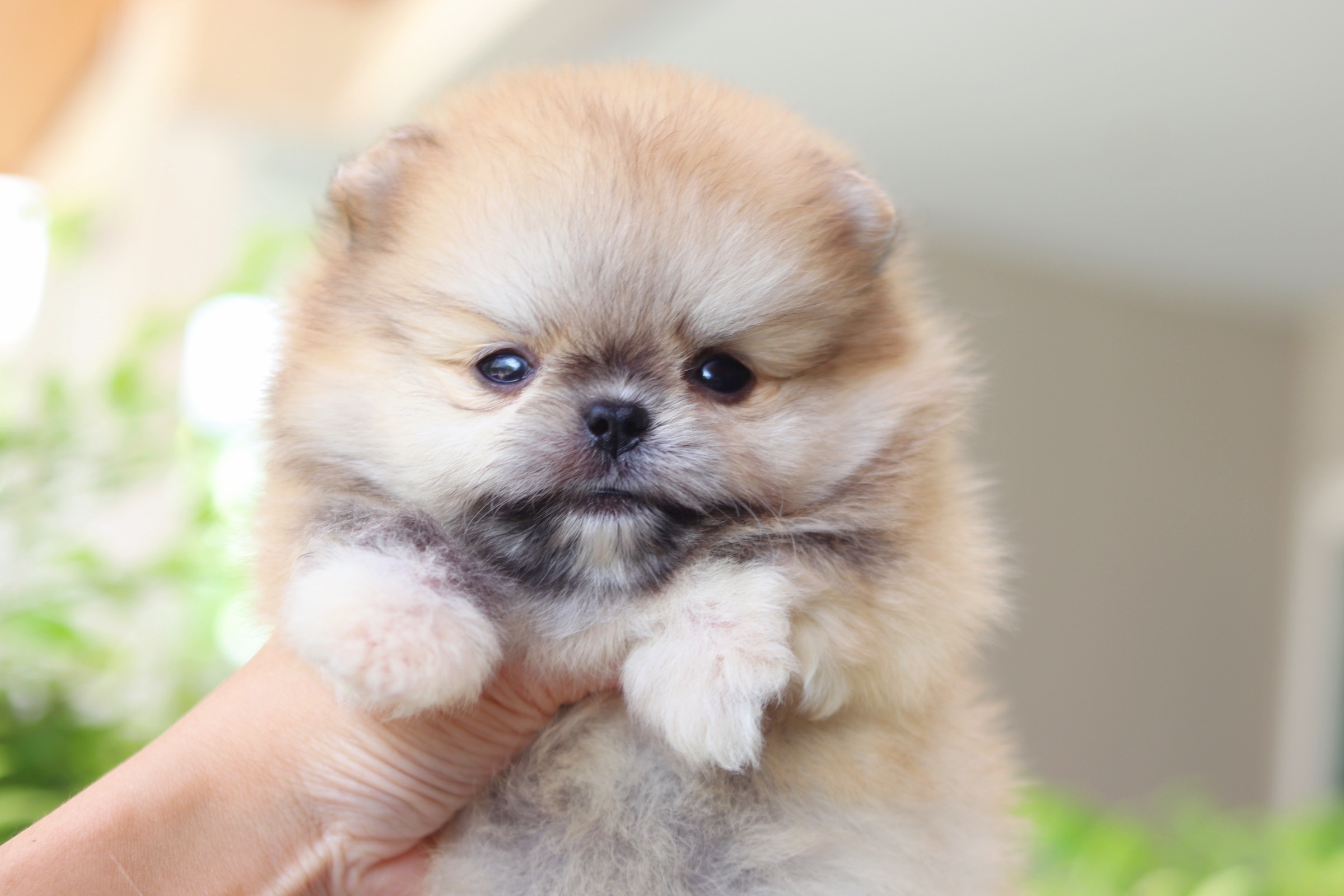 ปอมเมอเรเนียน เพศผู้ สีส้ม เกรดโชว์