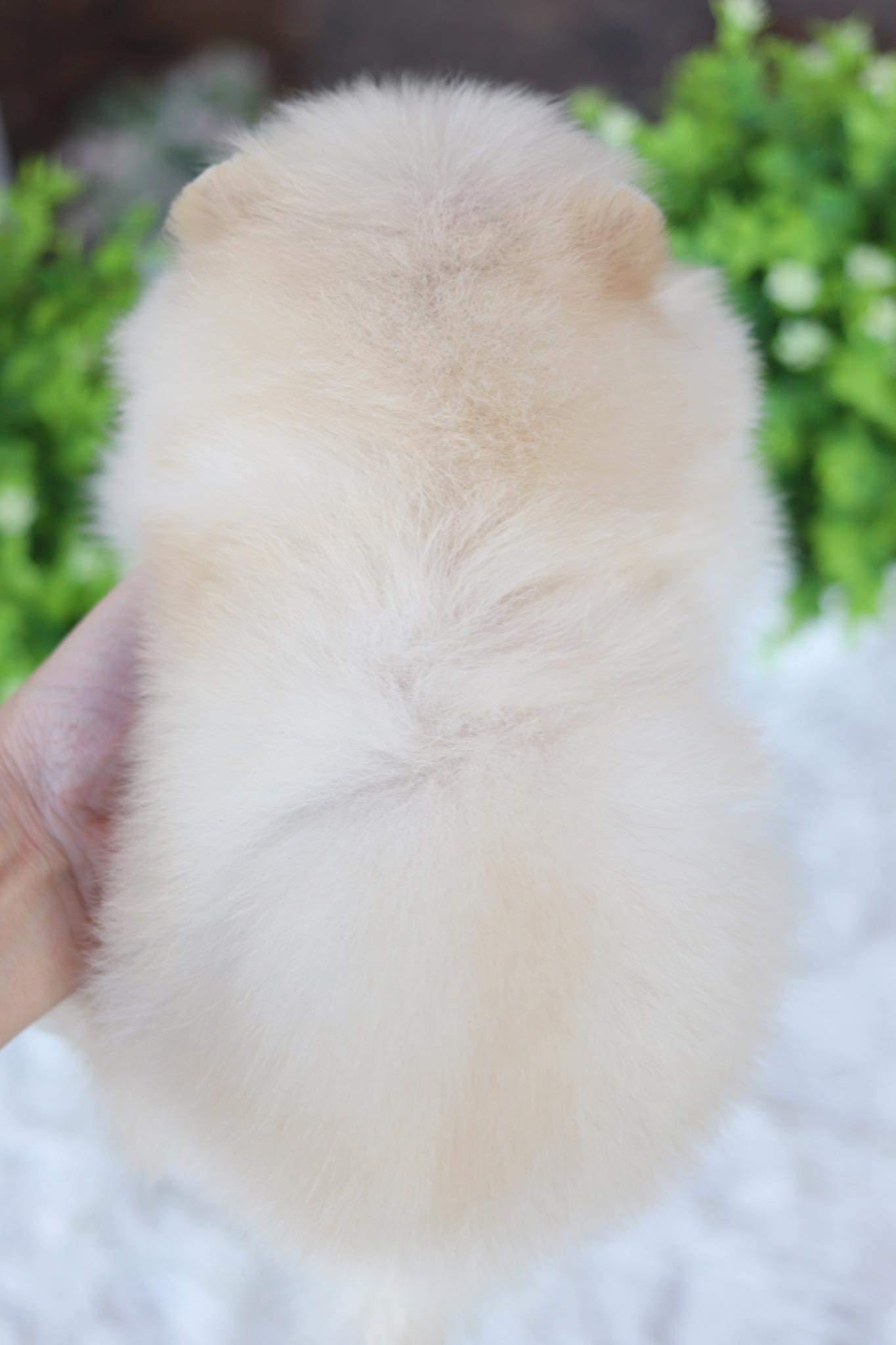 ปอมเมอเรเนียน เพศเมีย