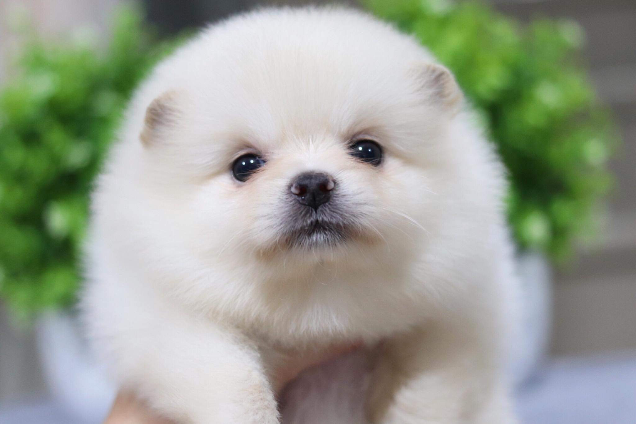 ปอมเมอเรเนียน เพศเมีย