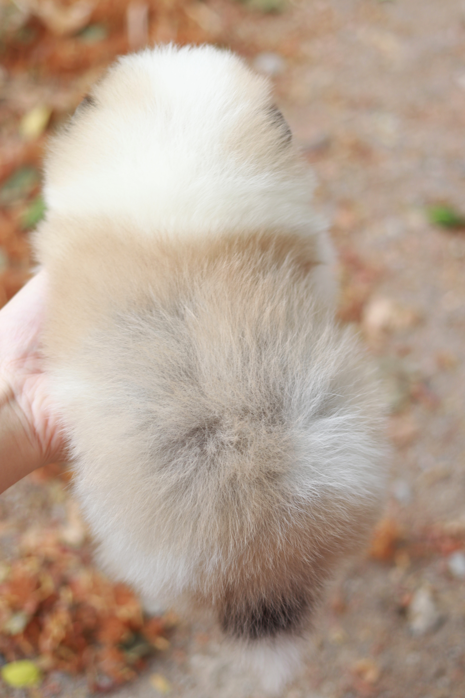 ปอมเมอเรเนียน เพศผู้ แฟนซี