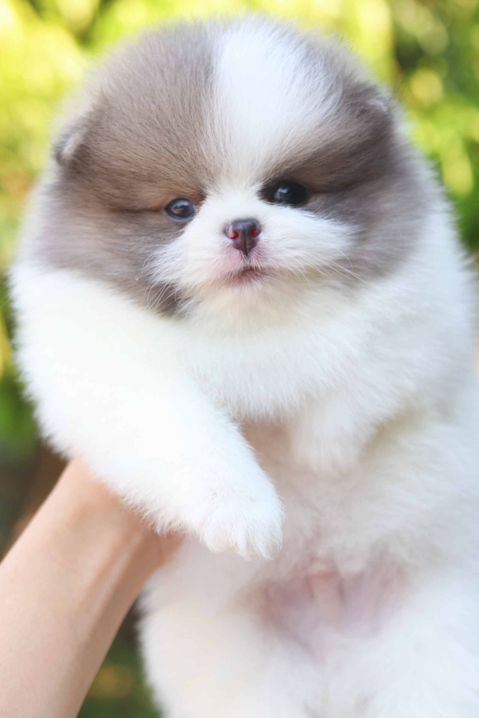 ปอมเมอเรเนียน เพศผู้ สีแฟนซี เกรดโชว์