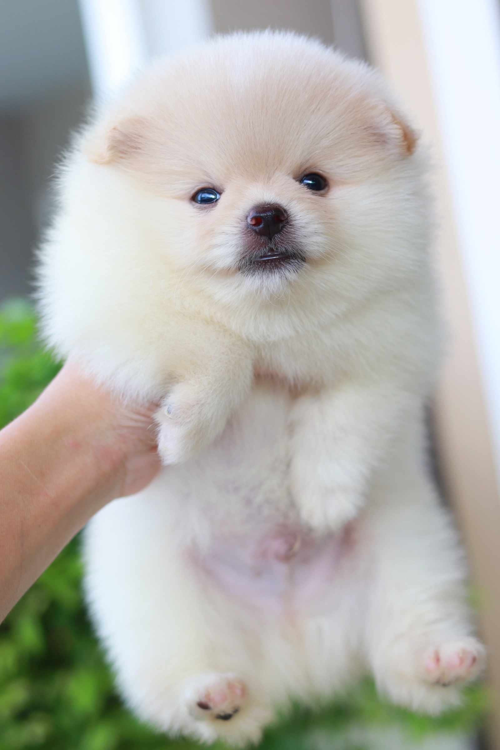 ปอมเมอเรเนียน เพศผู้สีครีม