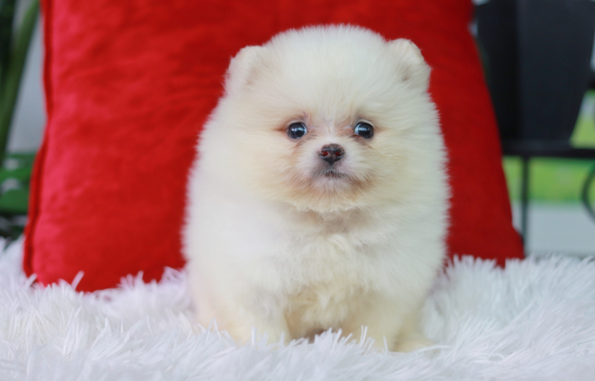 ปอมเมอเรเนียน เพศผู้ สีขาวครีม