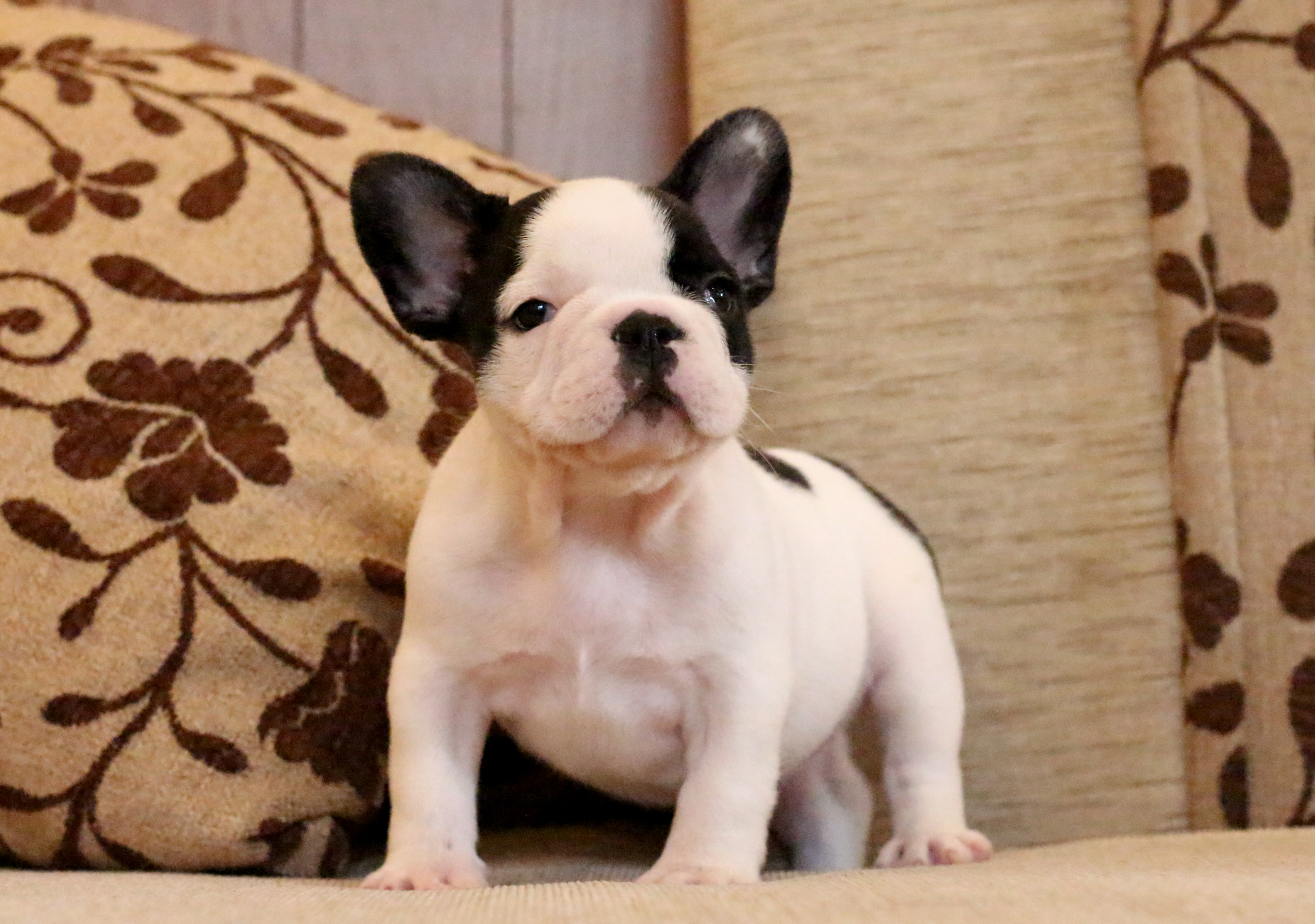 เด็กหญิงหมวยเล็ก เฟรนช์บูลด็อก โครงสร้างสวย หน้าตามึนๆ