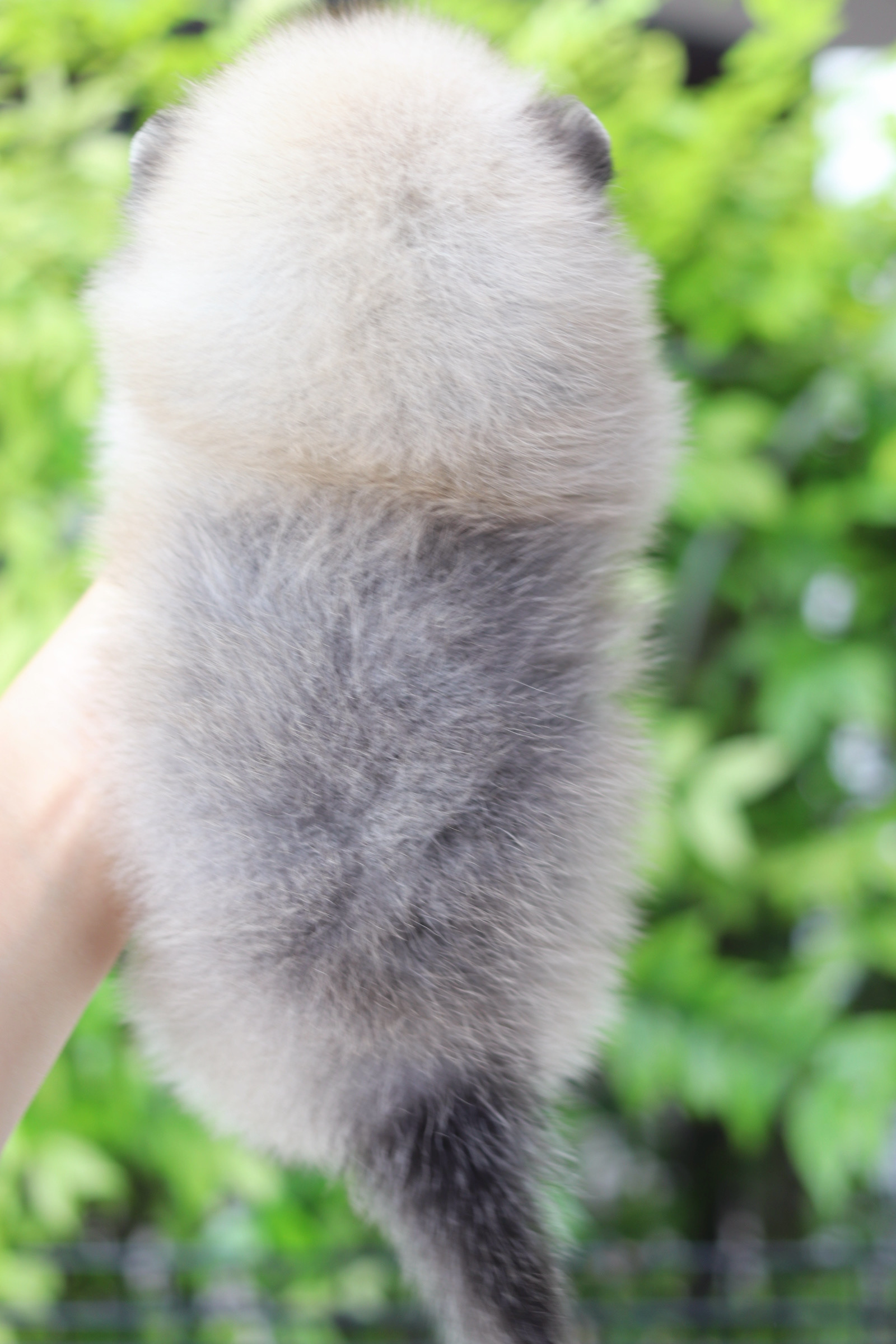 ปอมเมอเรเนียน เพศเมียสีส้ม เกรดโชว์