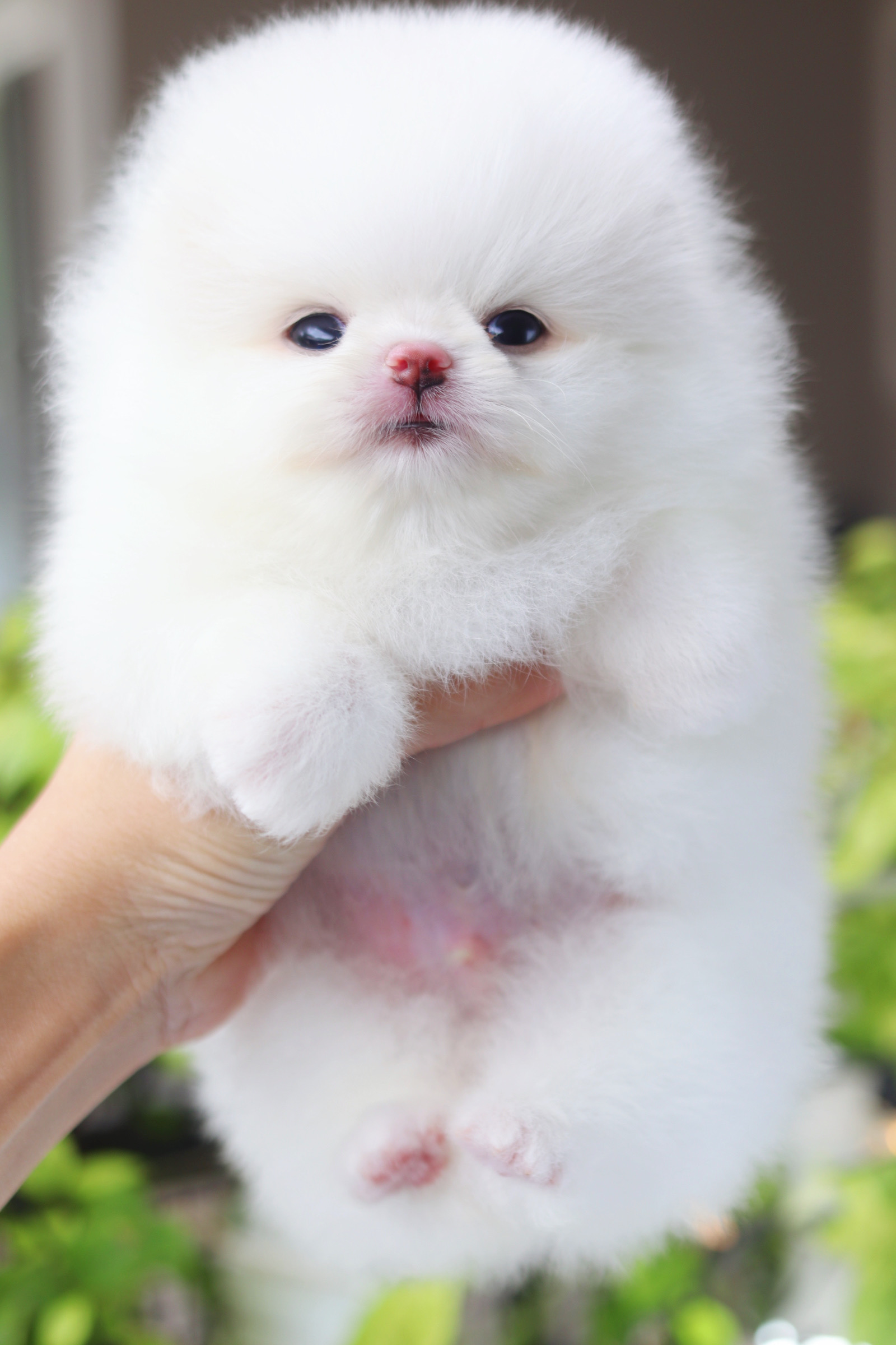 ปอมเมอเรเนียน เพศผู้ สีขาวลูกครึ่งเกาหลี