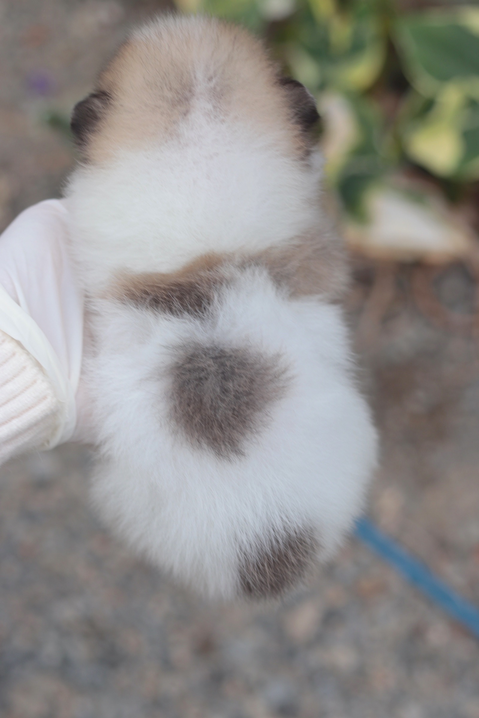 ปอมเมอเรเนียน เพศเมีย แฟนซีทีคัพ