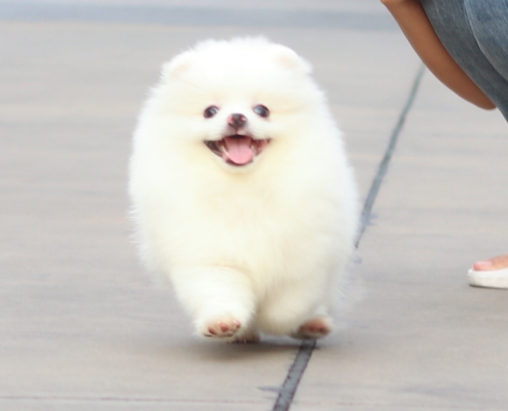 ปอมเมอเรเนียน เพศผู้สีขาวครีม