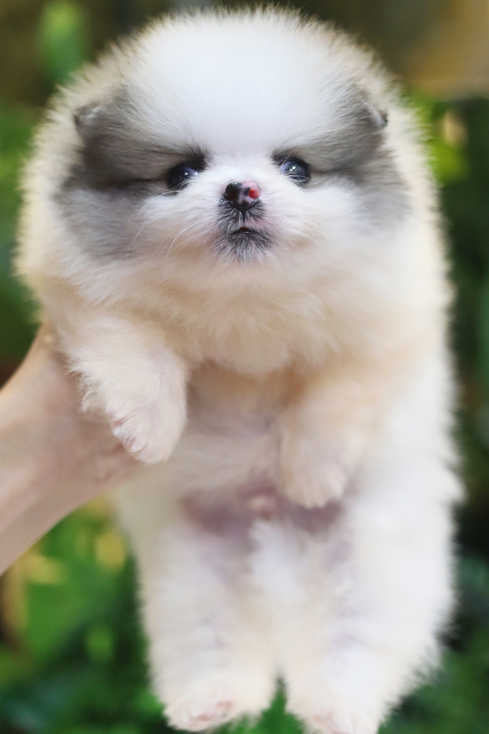 ปอมเมอเรเนียน เพศผู้ สีแฟนซี