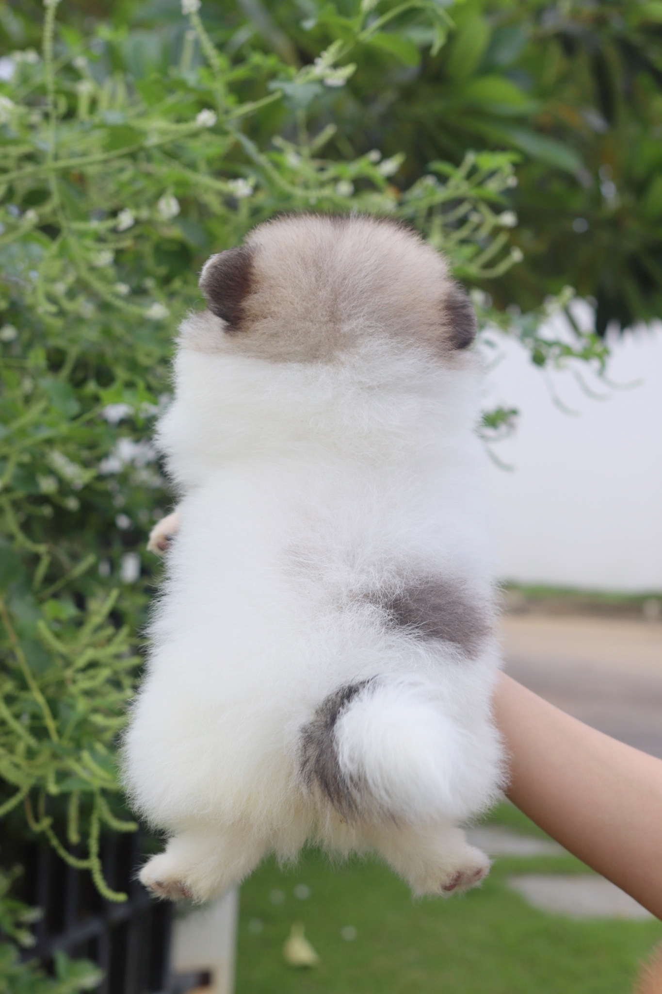 ปอมเมอเรเนียน เพศเมียสีแฟนซี