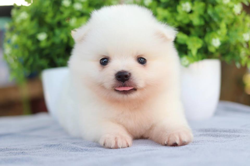 ปอมเมอเรเนียน เพศผู้