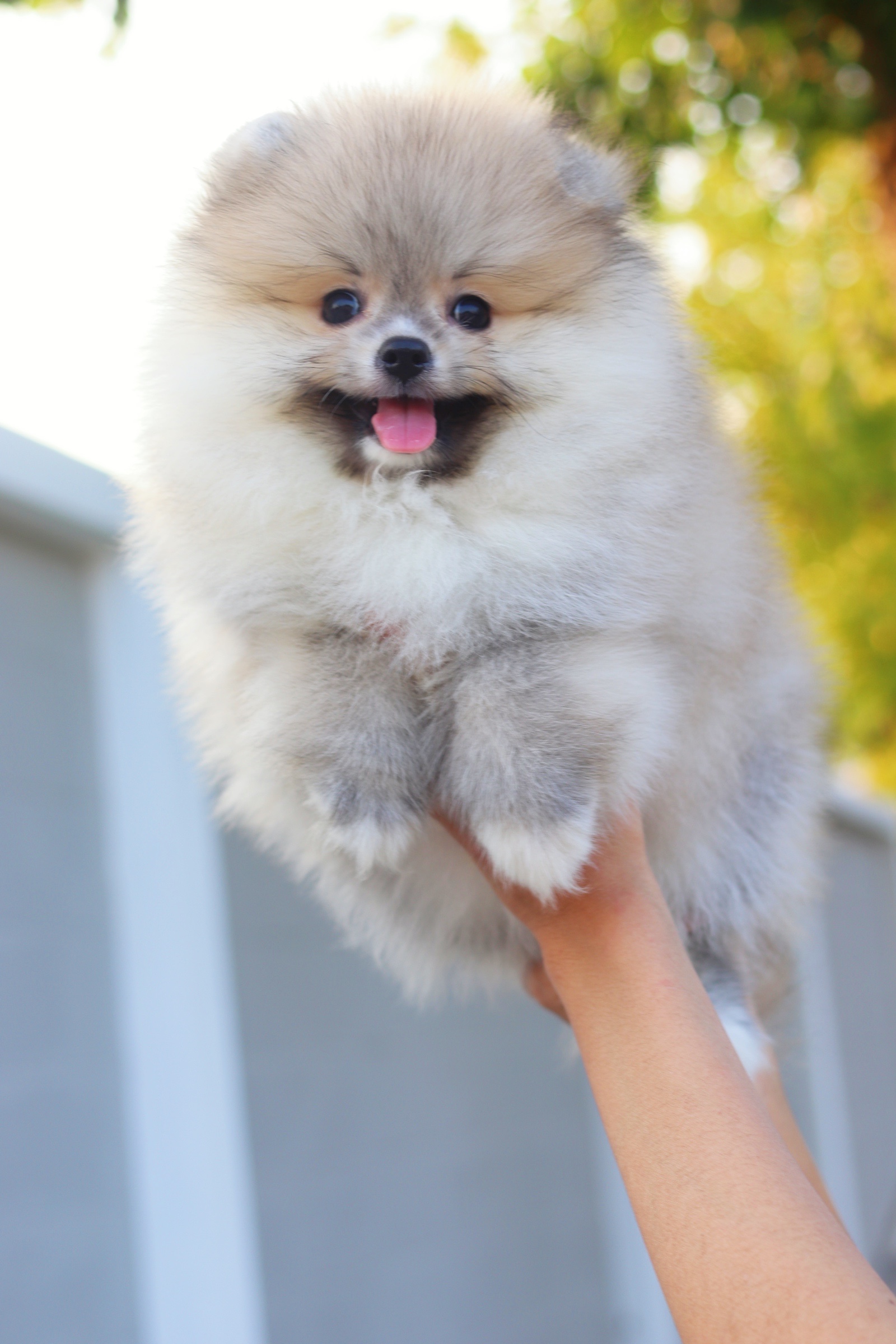 ปอมเมอเรเนียน เพศผู้สีส้ม