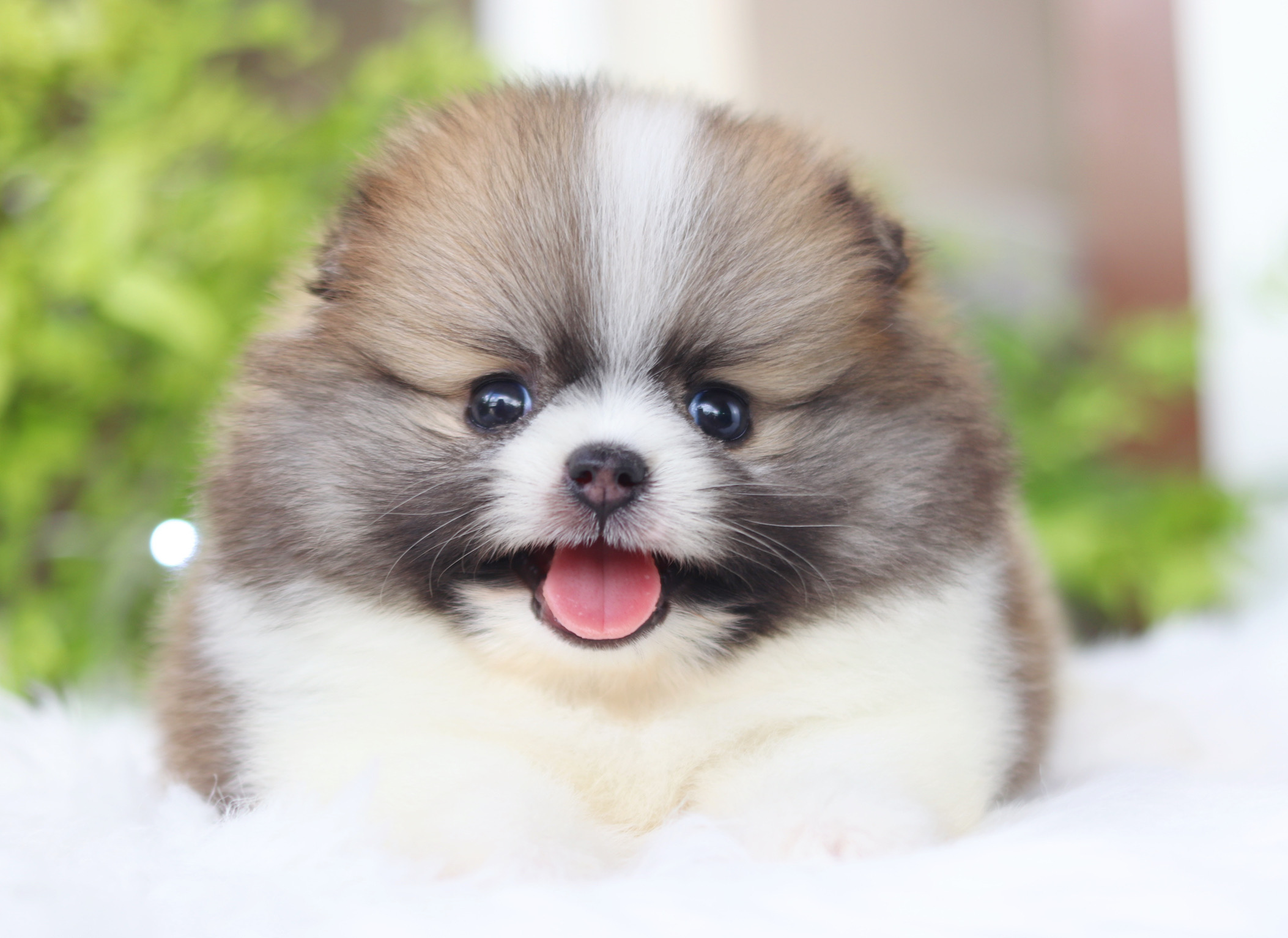 ปอมเมอเรเนียน เพศผู้สีแฟนซีเกรดโชว์