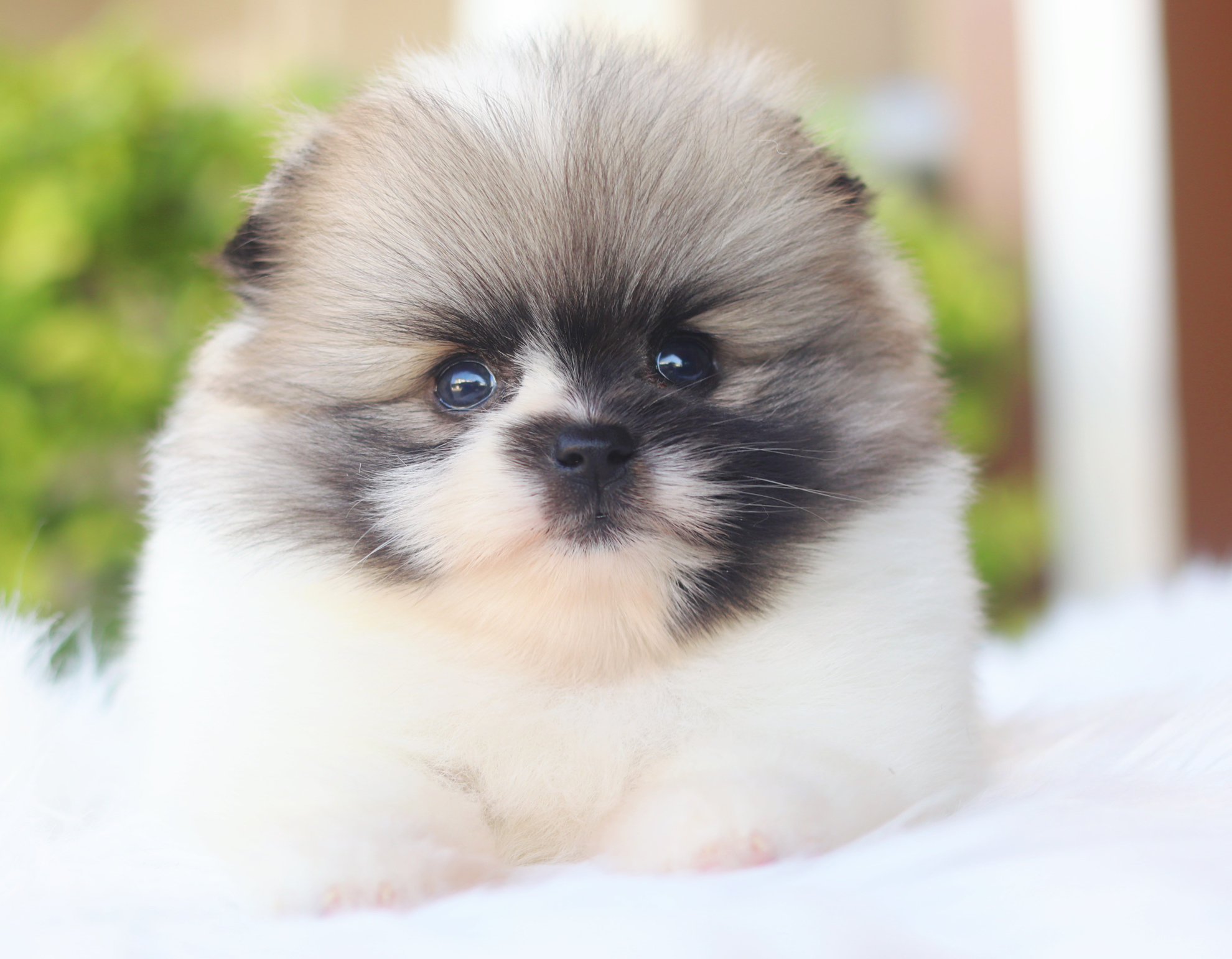 ปอมเมอเรเนียน เพศเมียสีแฟนซี