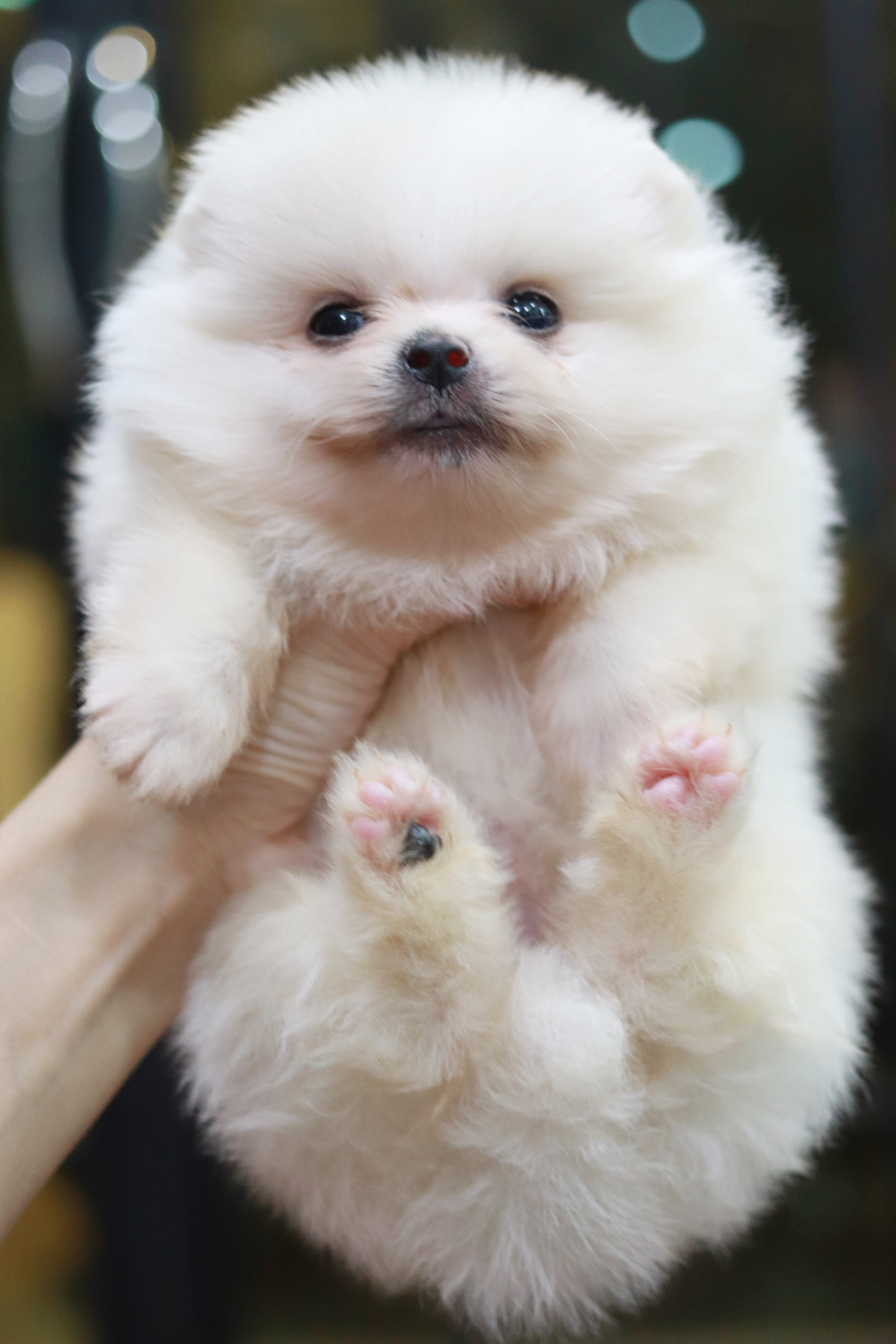 ปอมเมอเรเนียน เพศเมีย