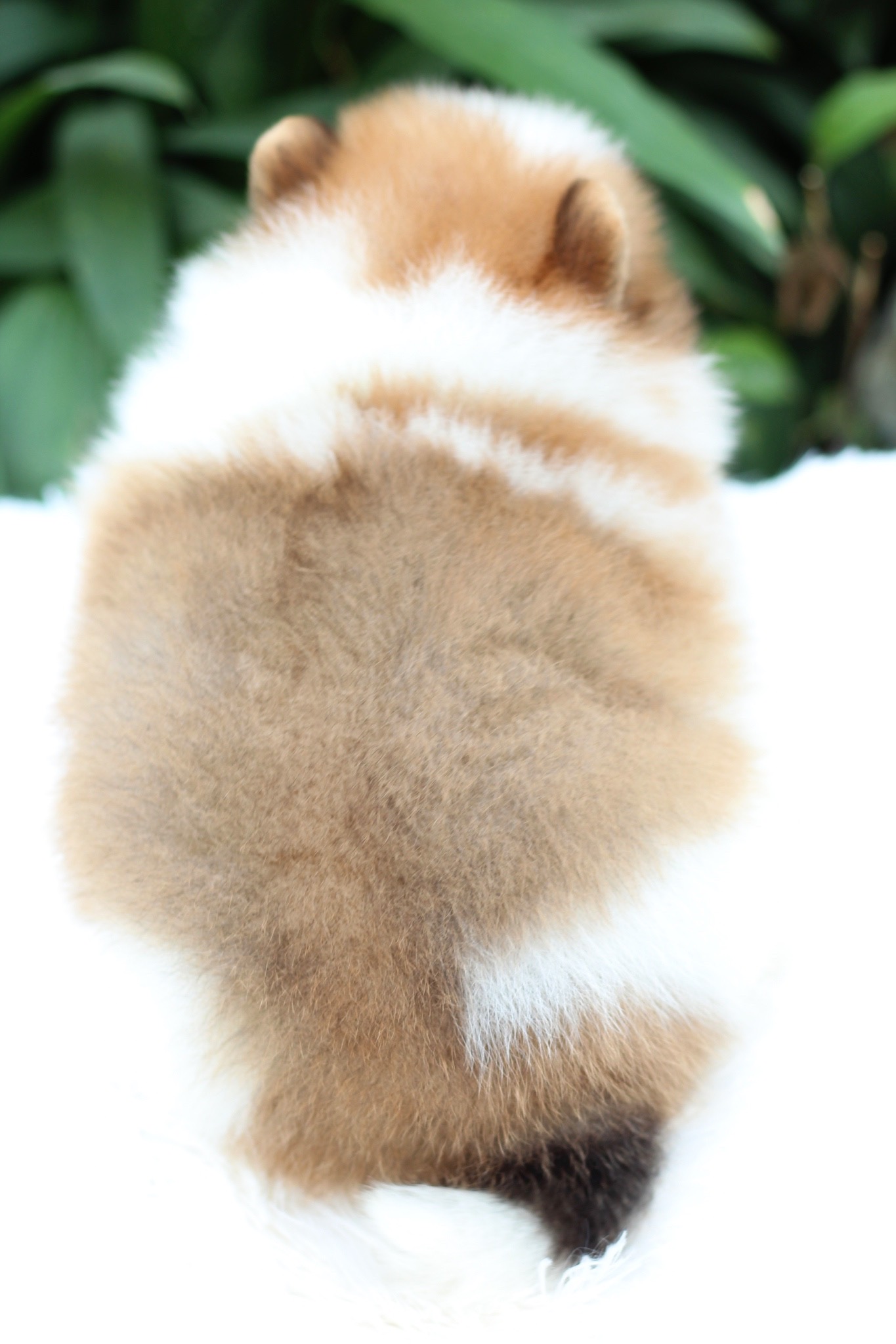 ปอมเมอเรเนียน เพศผู้ สีแฟนซี