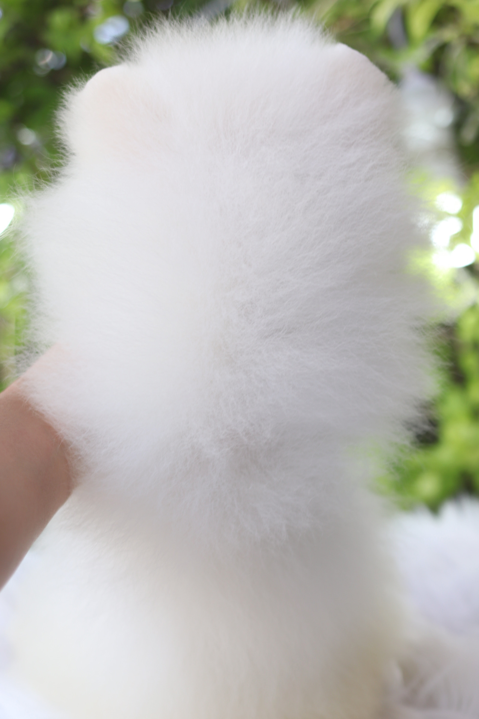 ปอมเมอเรเนียน เพศผู้ สีขาว