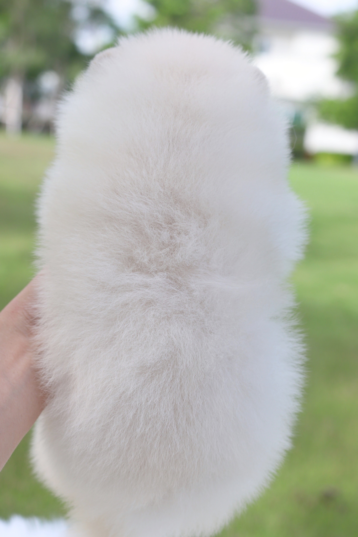 ปอมเมอเรเนียน เพศผู้สีขาวครีม