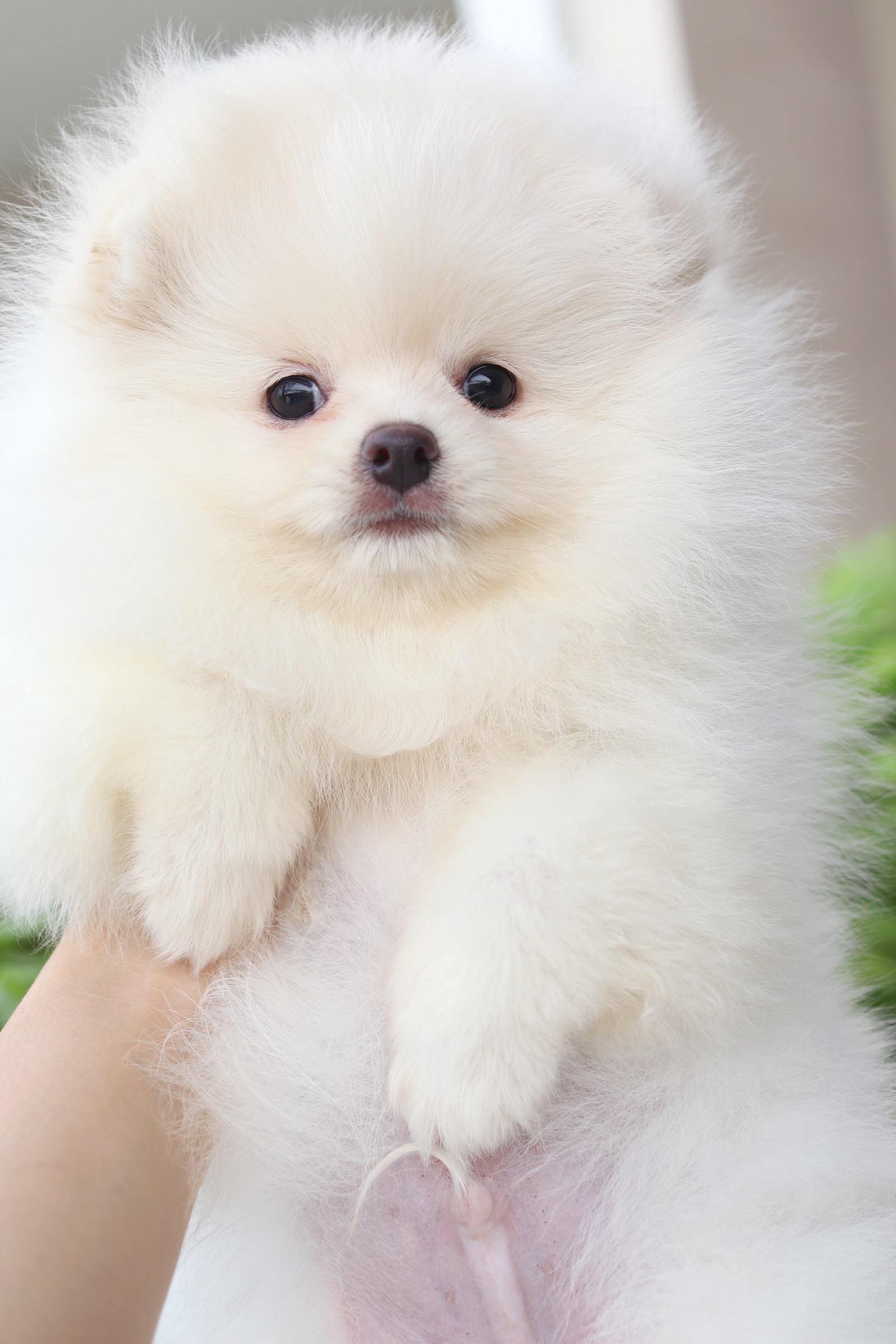 ปอมเมอเรเนียน เพศผู้สีขาวครีม