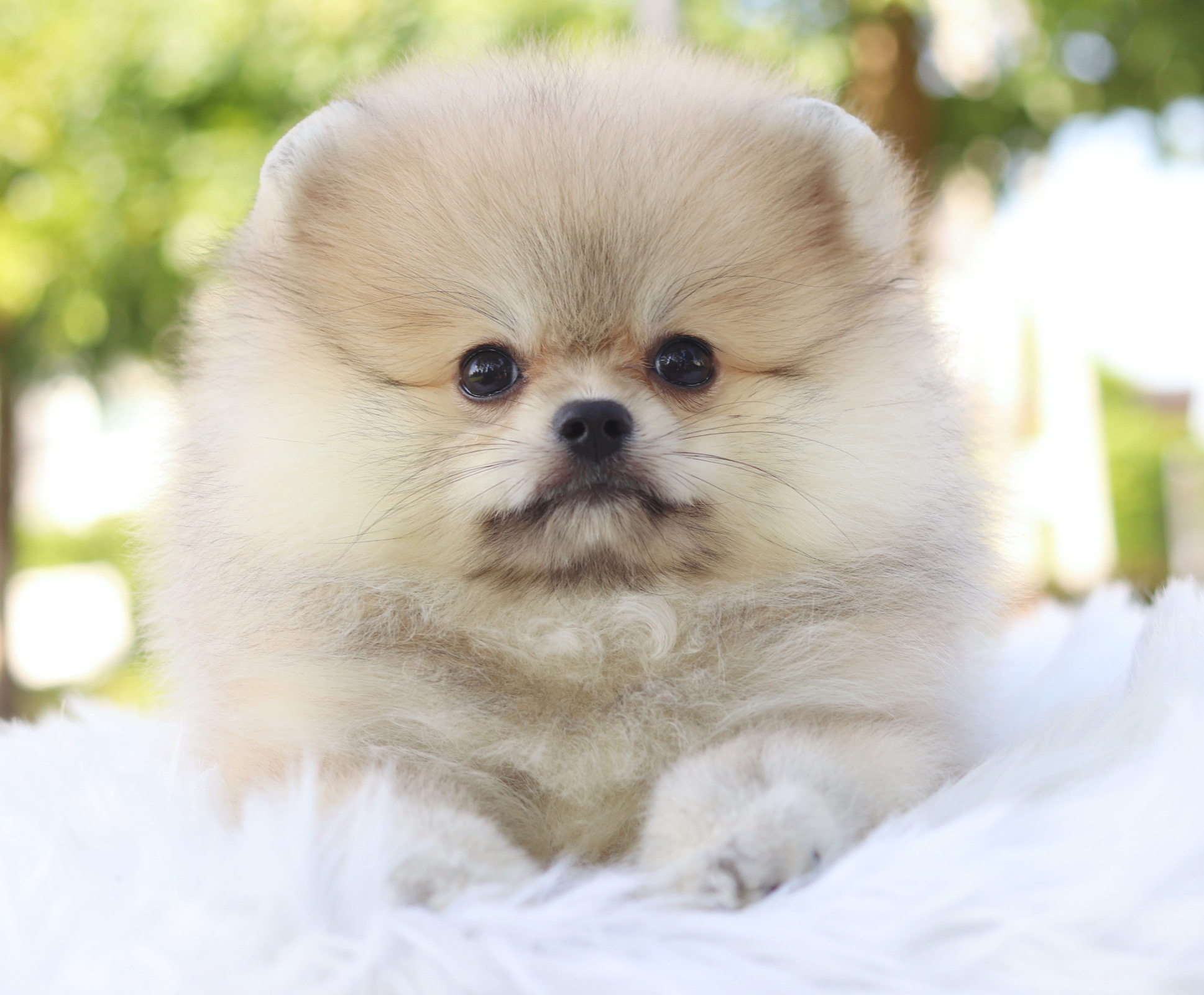 ปอมเมอเรเนียน เพศเมียสีส้ม