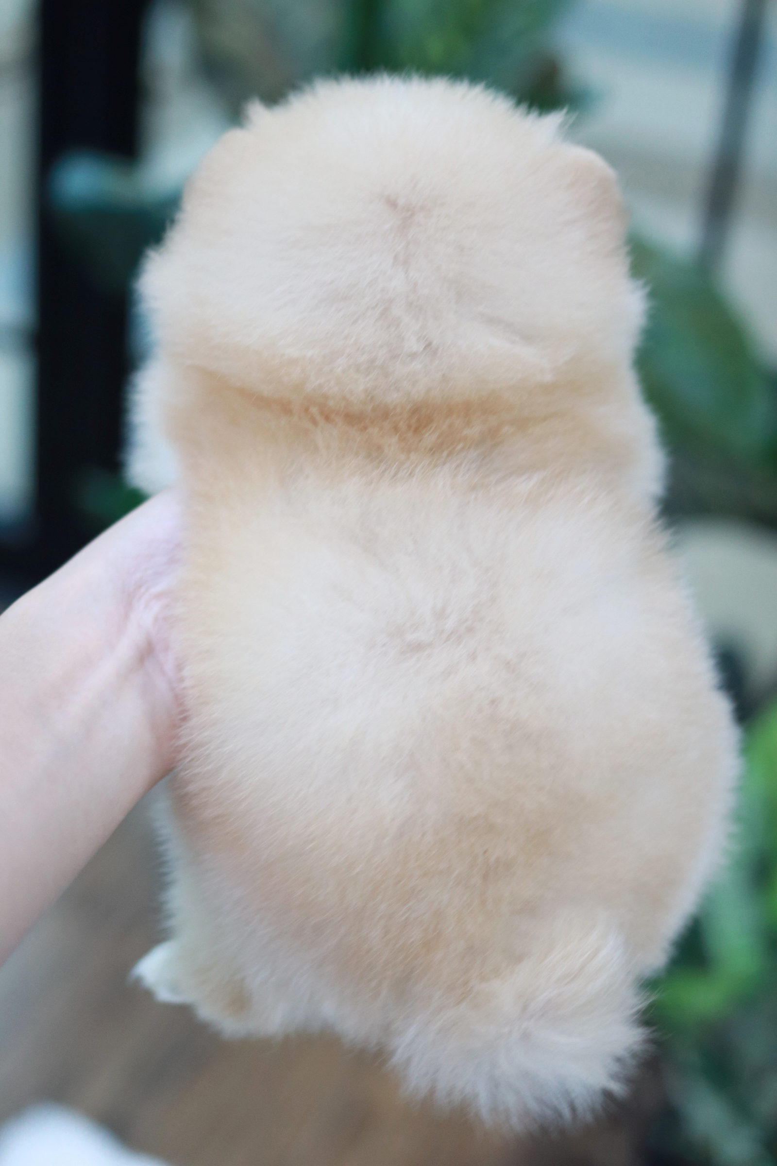 ปอมเมอเรเนียน เพศเมีย