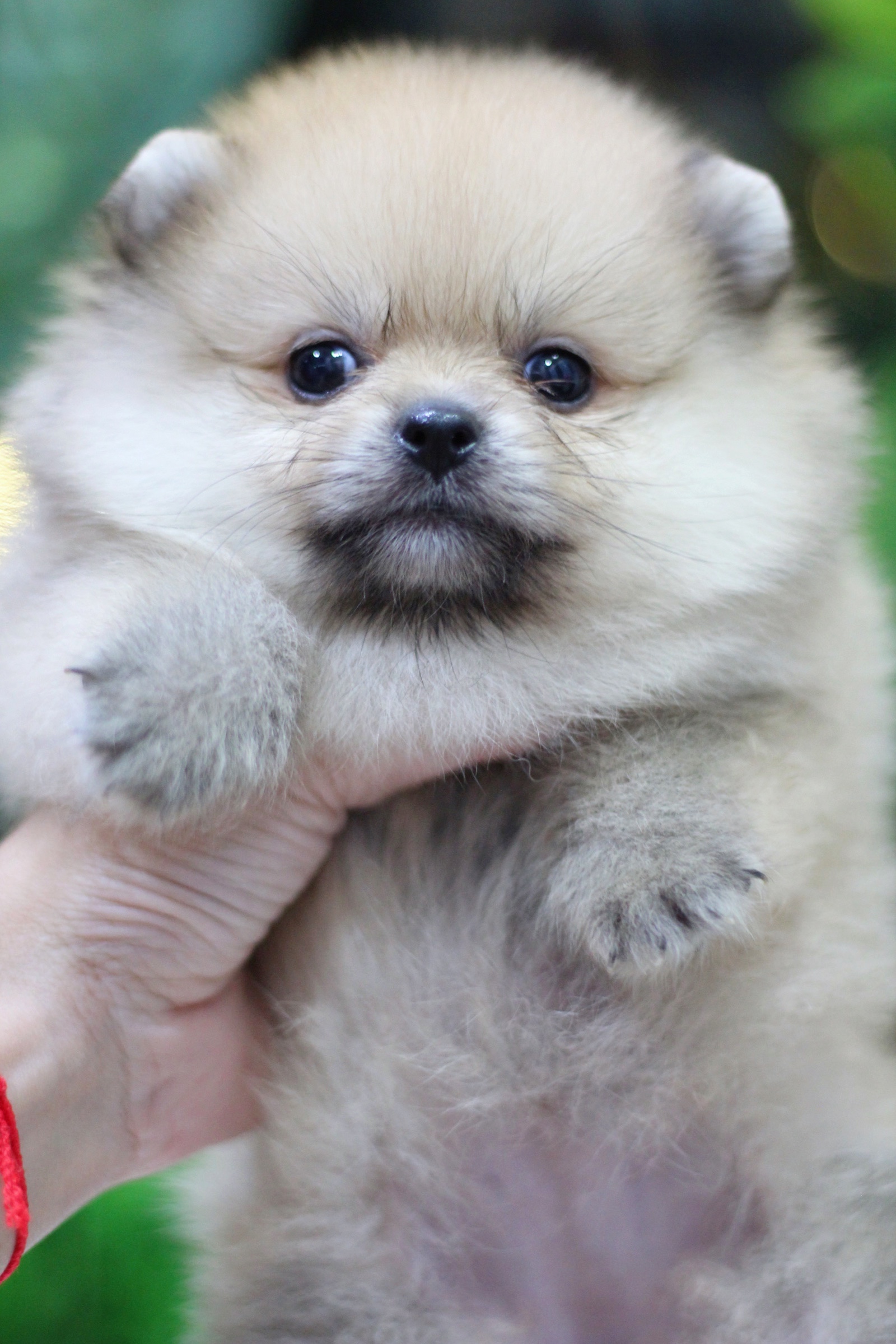 ปอมเมอเรเนียน เพศเมียสีส้ม