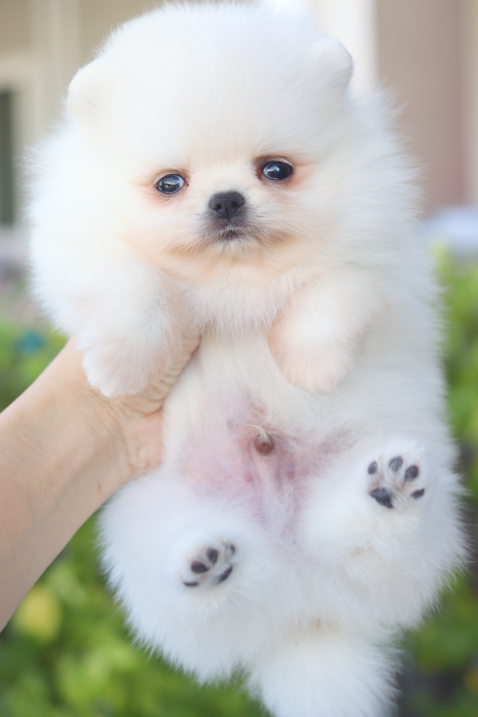 ปอมเมอเรเนียน เพศผู้สีขาวครีม เกรดโชว์