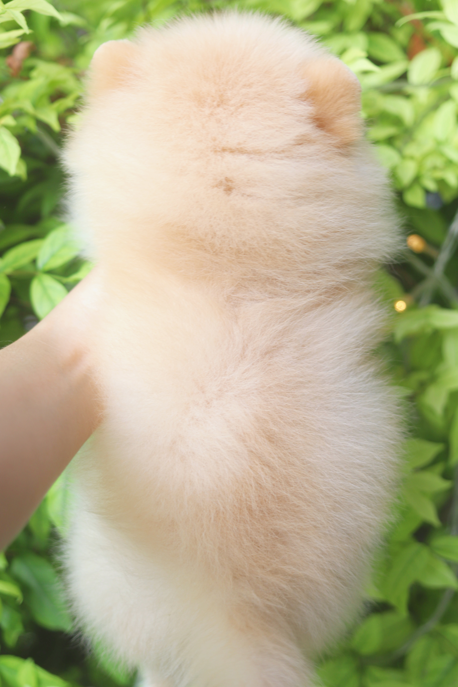 ปอมเมอเรเนียน เพศเมียสีครีม