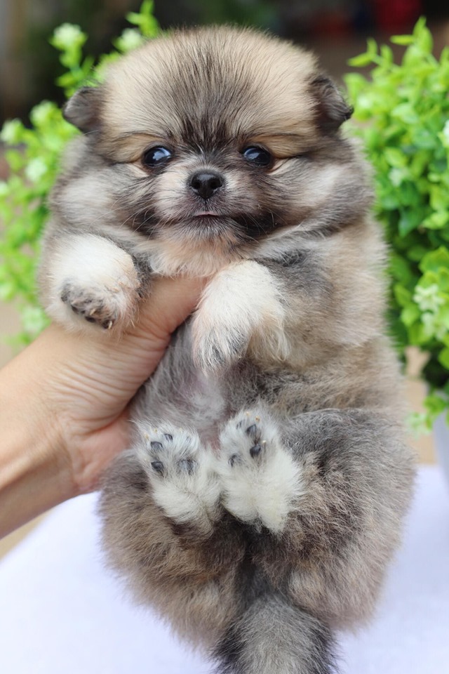 ปอมเมอเรเนียน เพศเมีย