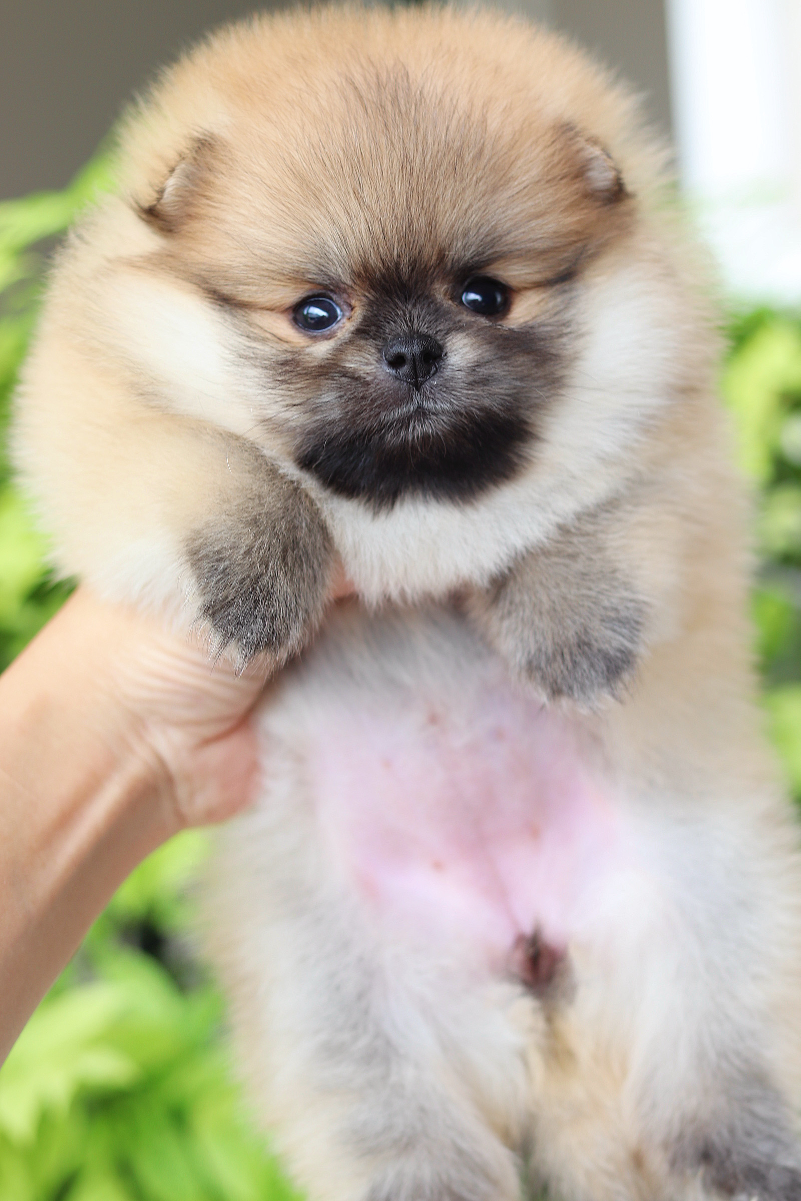 ปอมเมอเรเนียน เพศเมียสีส้ม เกรดโชว์