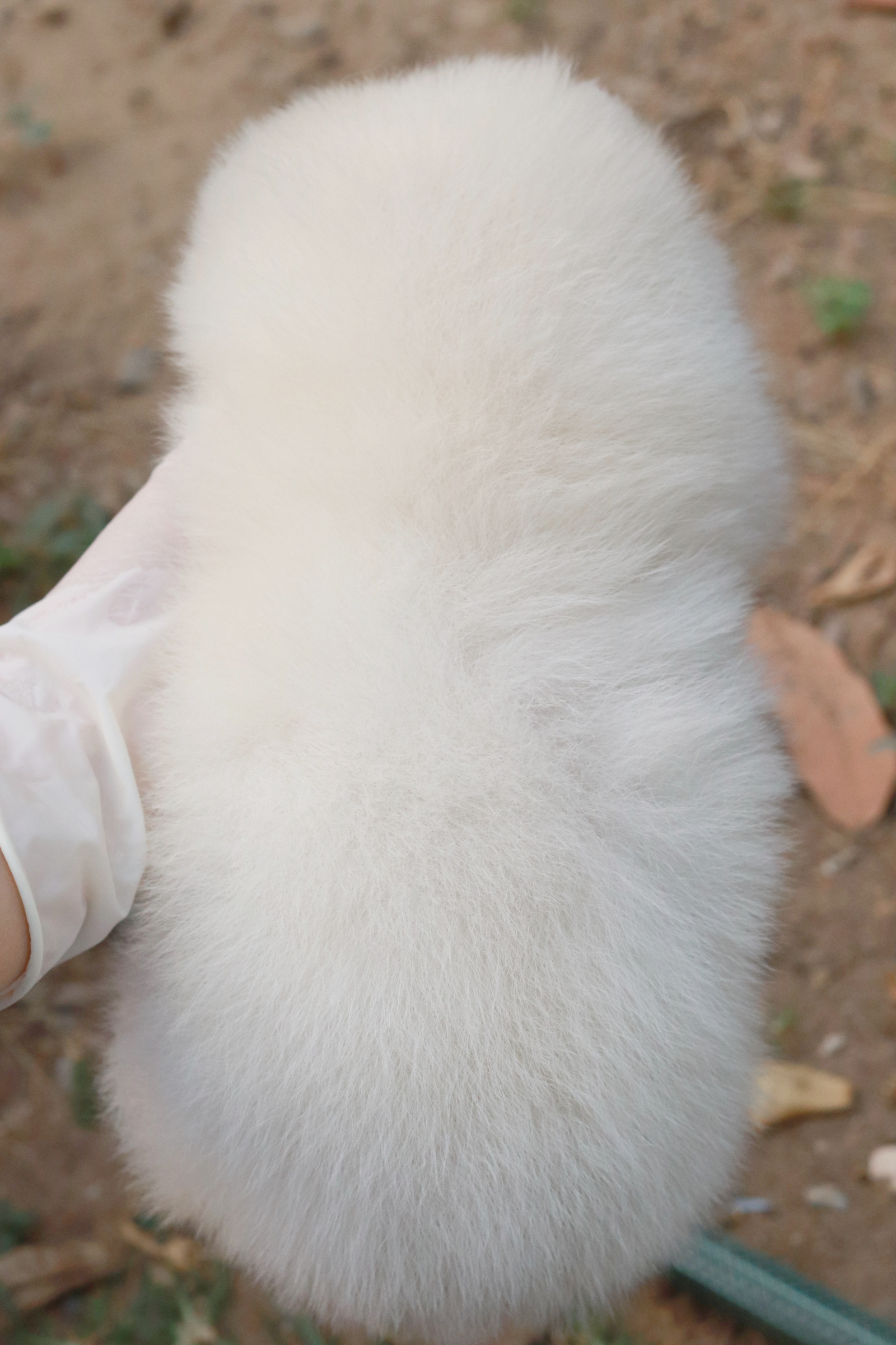 ปอมเมอเรเนียน เพศเมีย