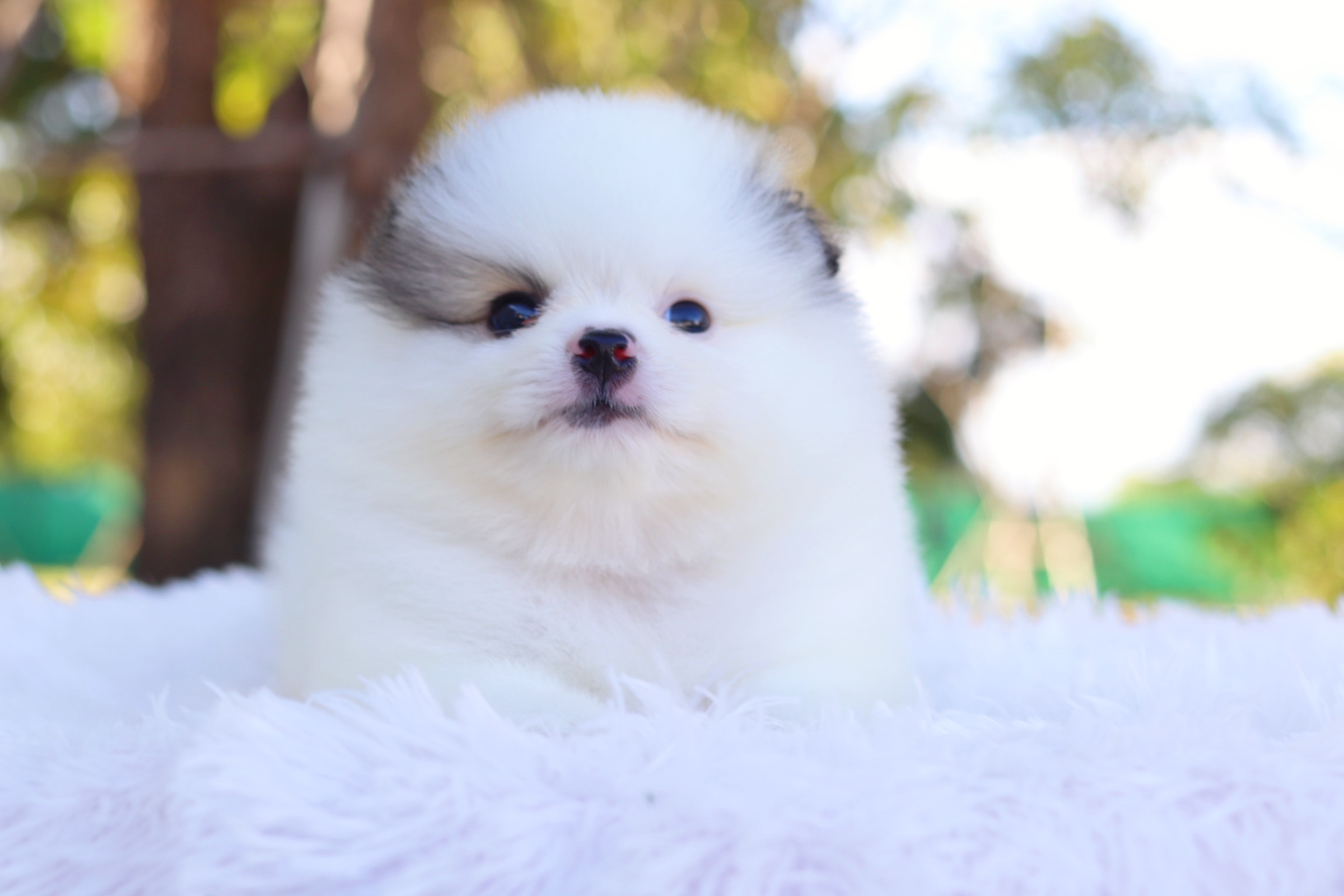 ปอมเมอเรเนียน เพศผู้ สีแฟนซี